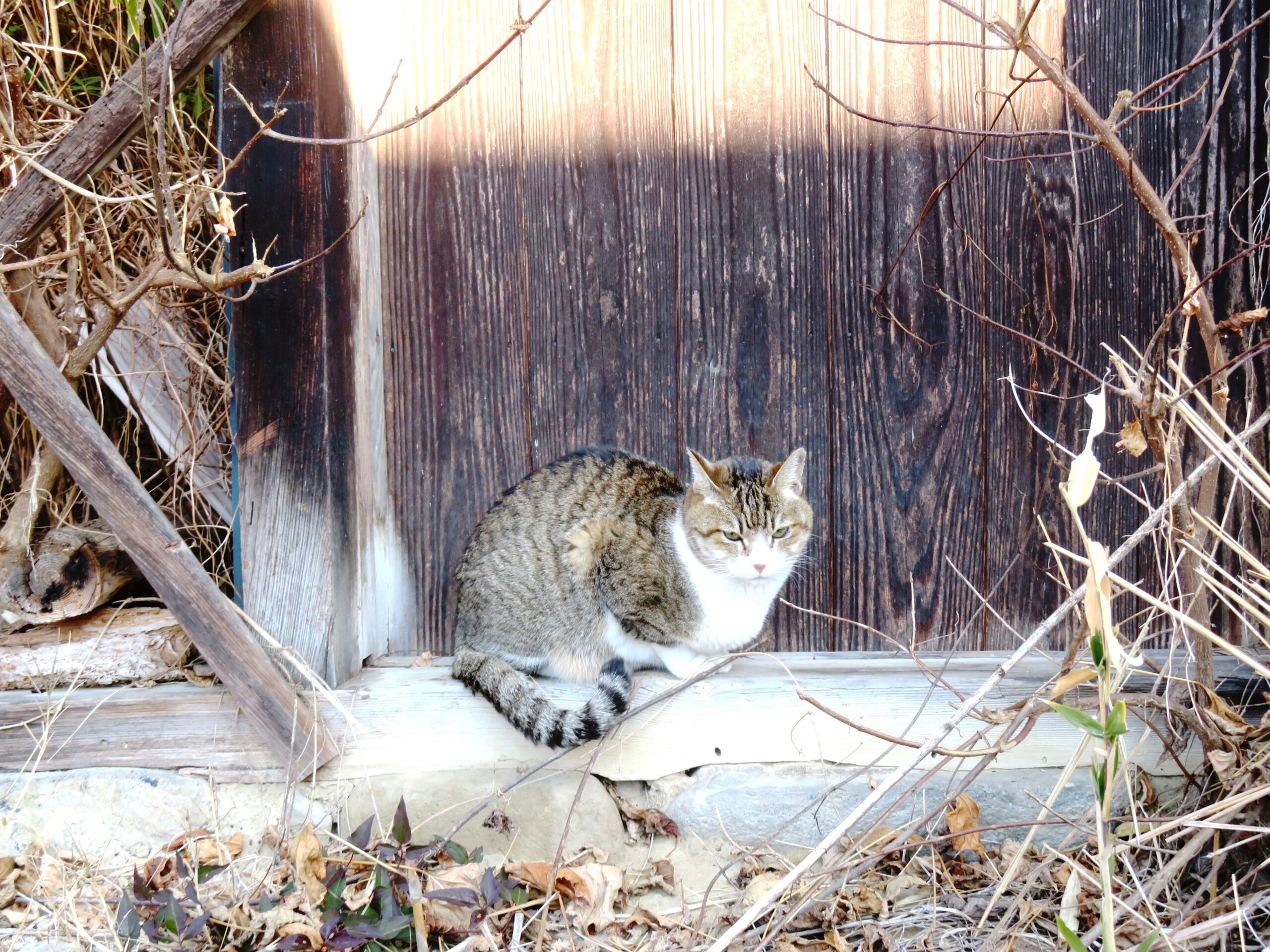 ねこ、風太　ひなたぼっこ