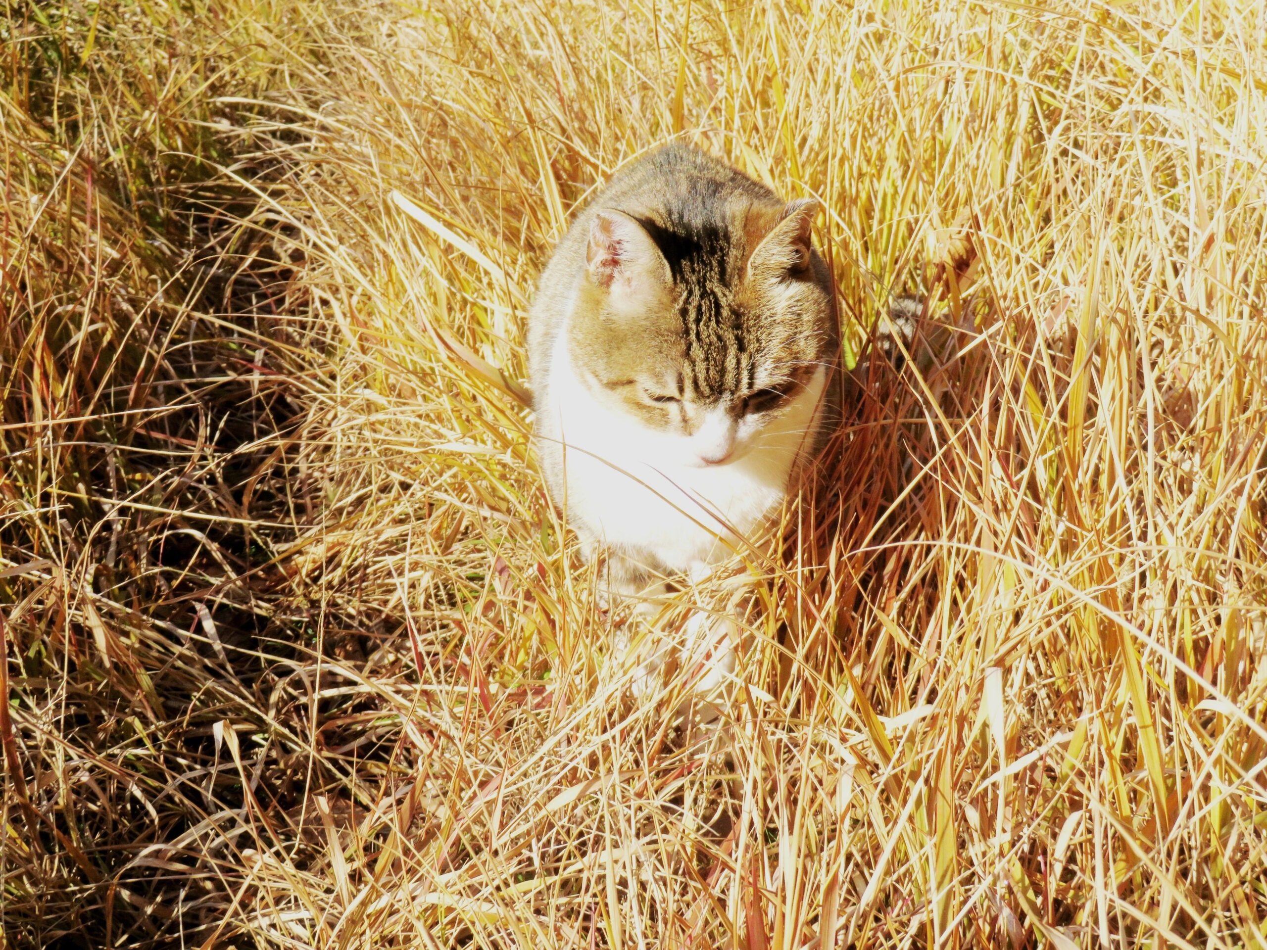 ねこ、風太　巡回