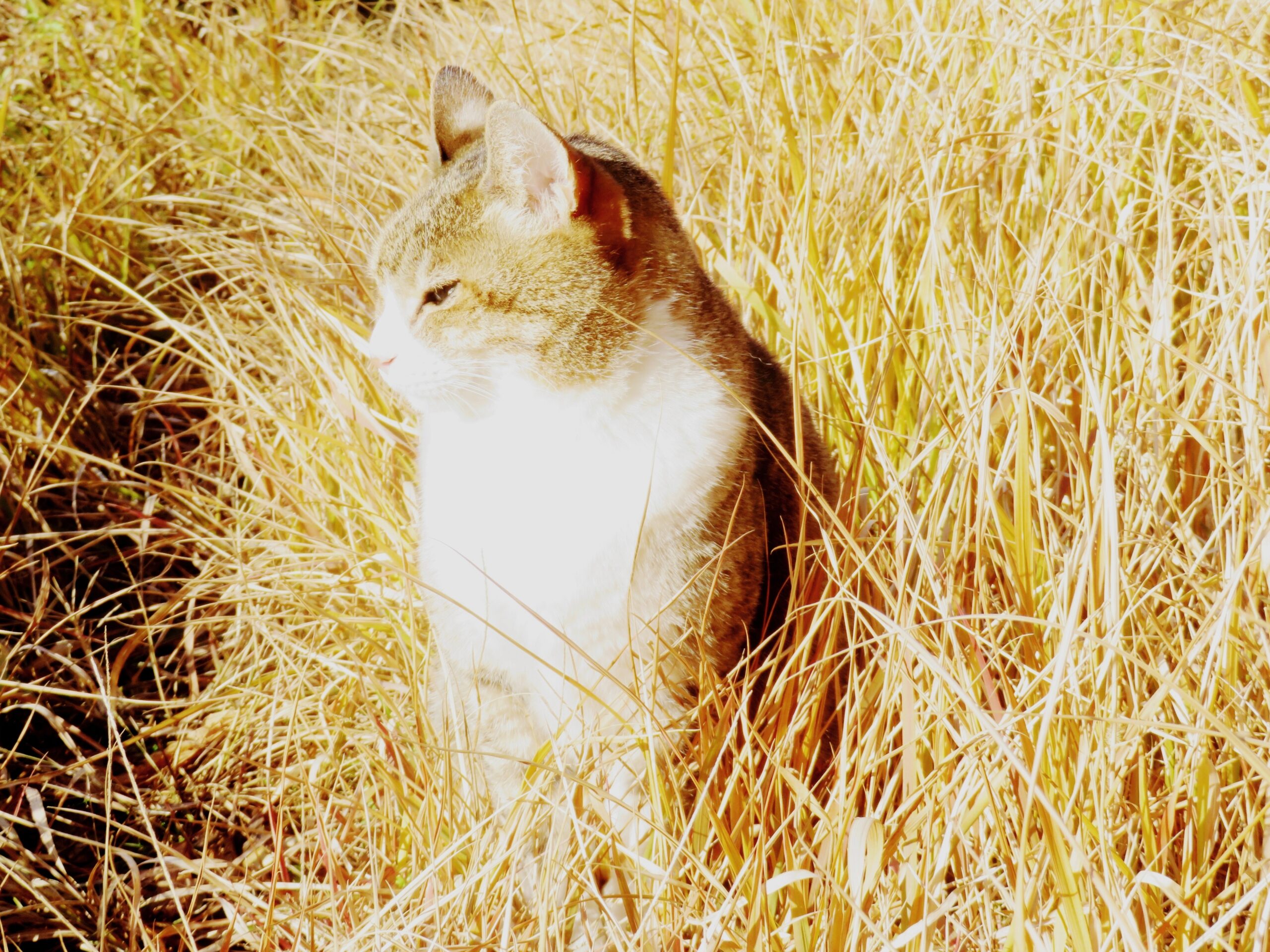 ねこ、風太　巡回