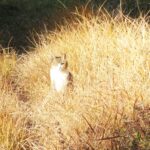 ねこ、風太　巡回