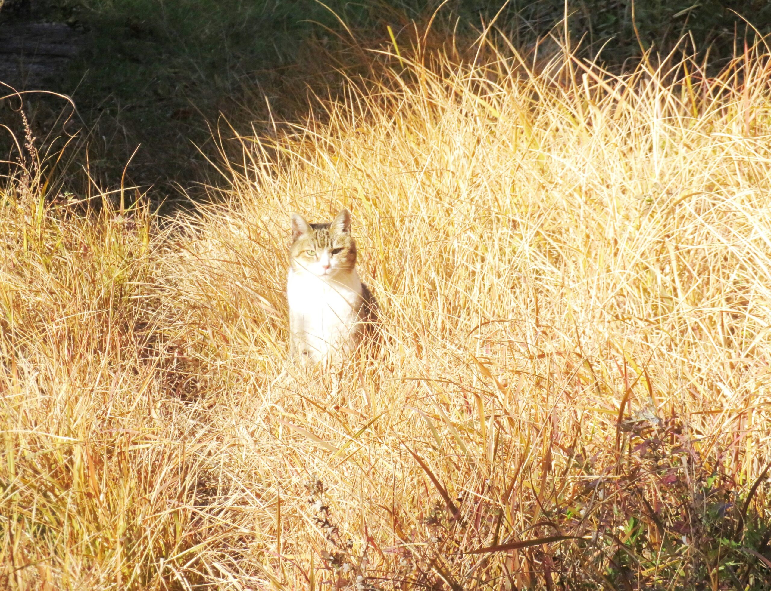 ねこ、風太　巡回