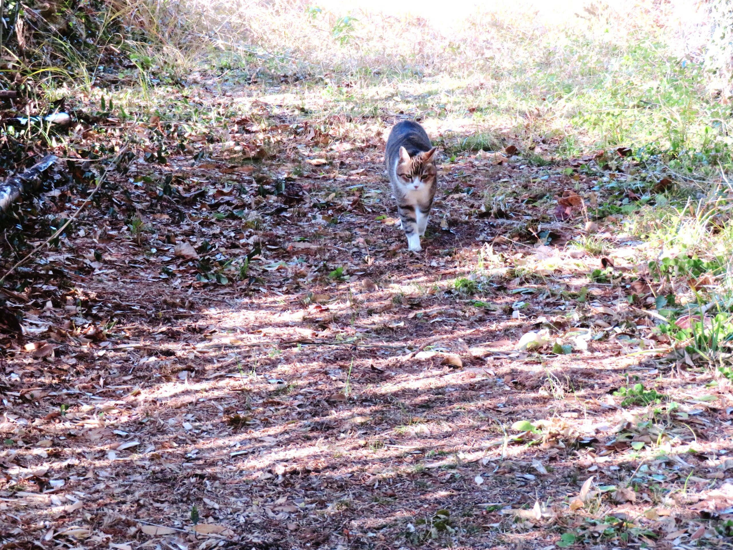 ねこ、風太　巡回