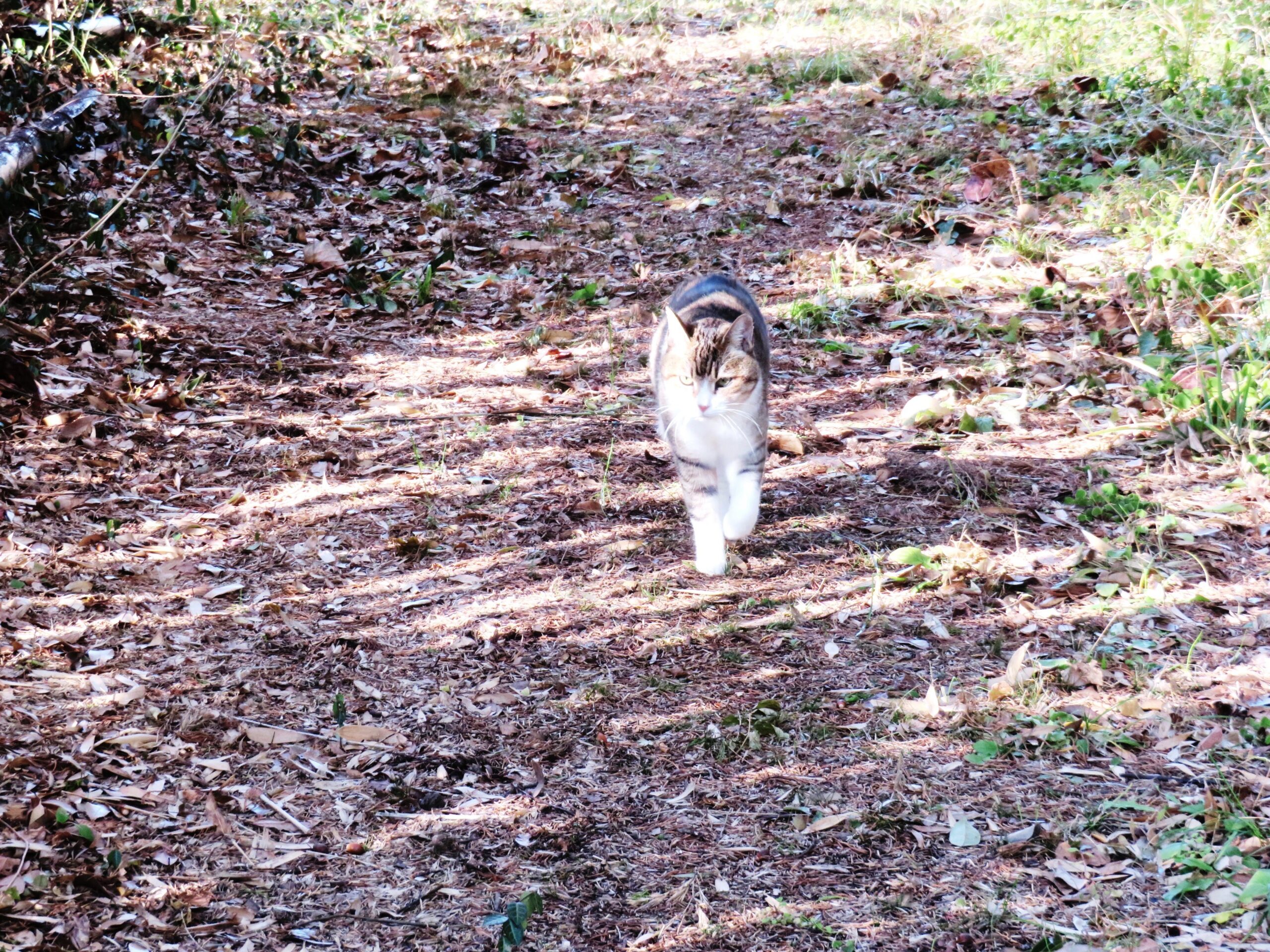 ねこ、風太　巡回