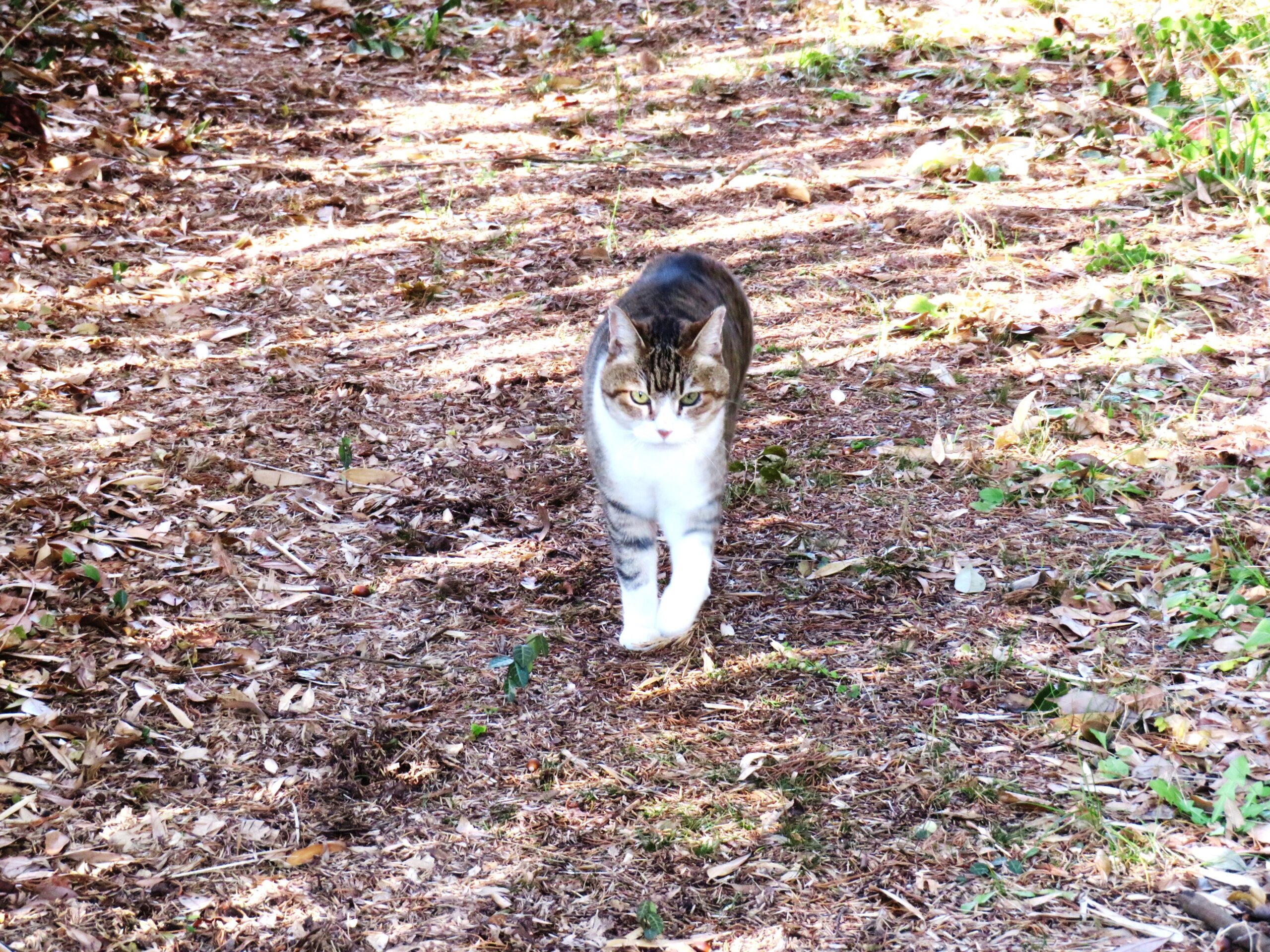 ねこ、風太　巡回