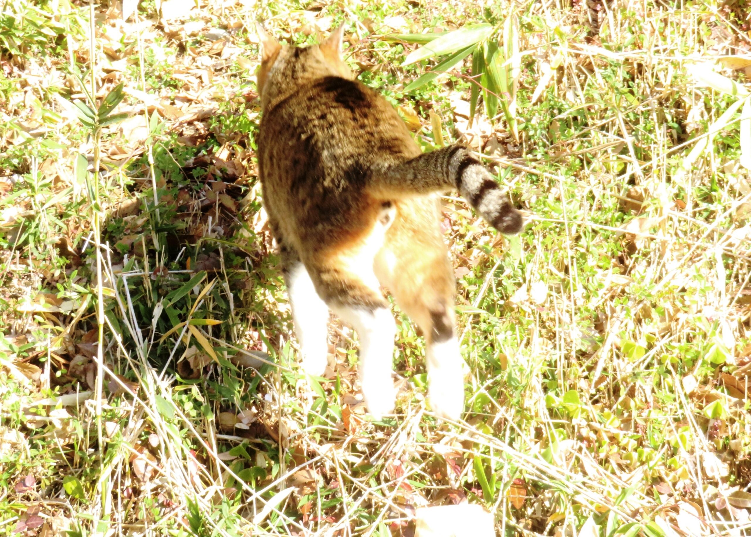 ねこ、風太　巡回