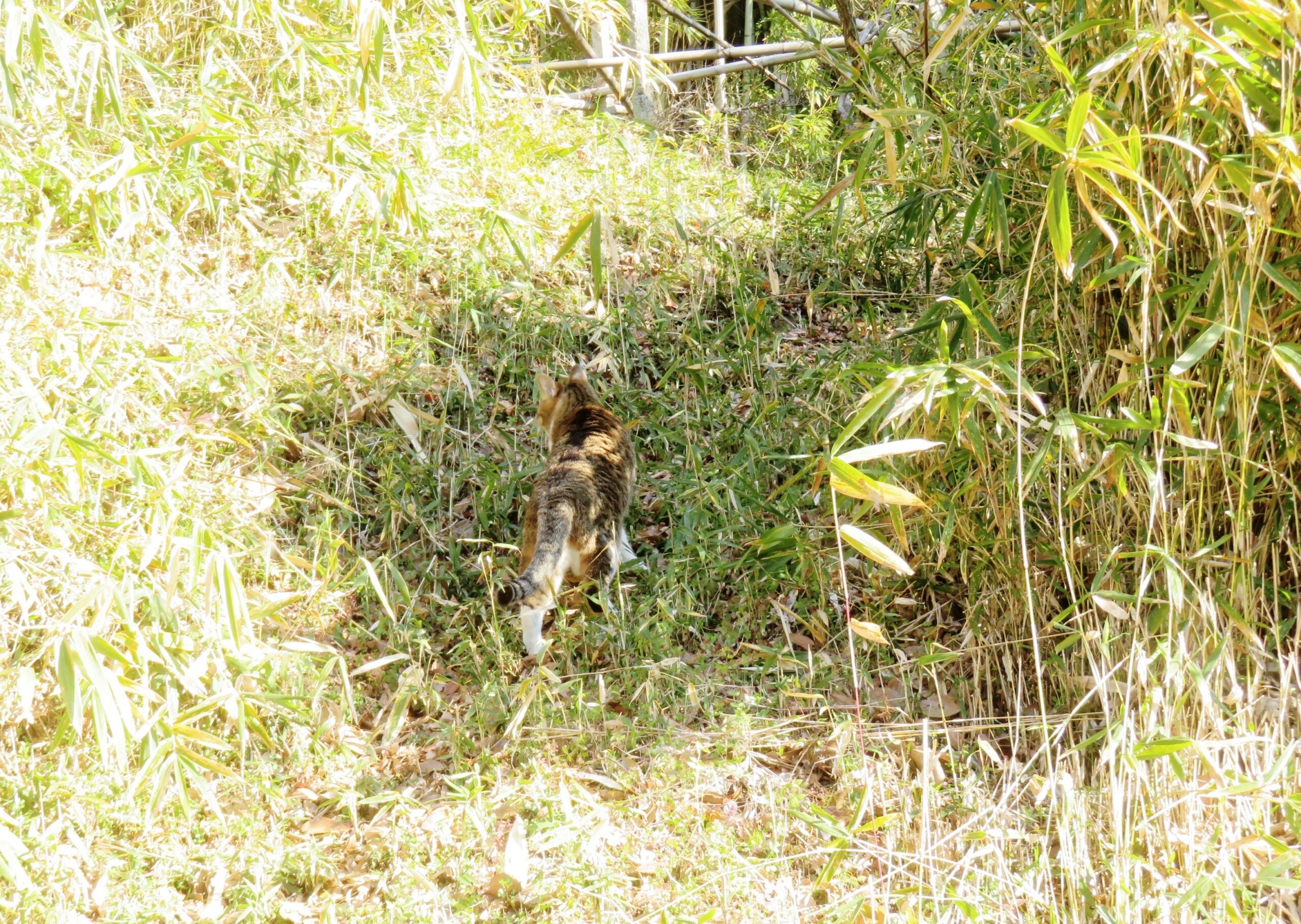 ねこ、風太　巡回