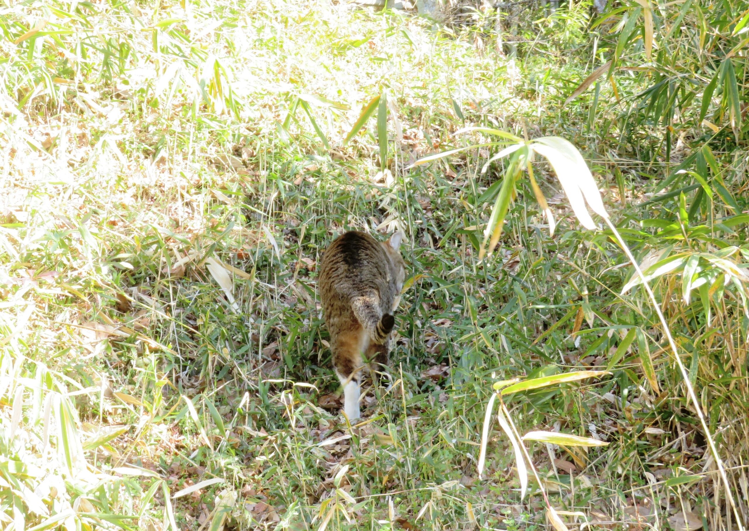 ねこ、風太　巡回