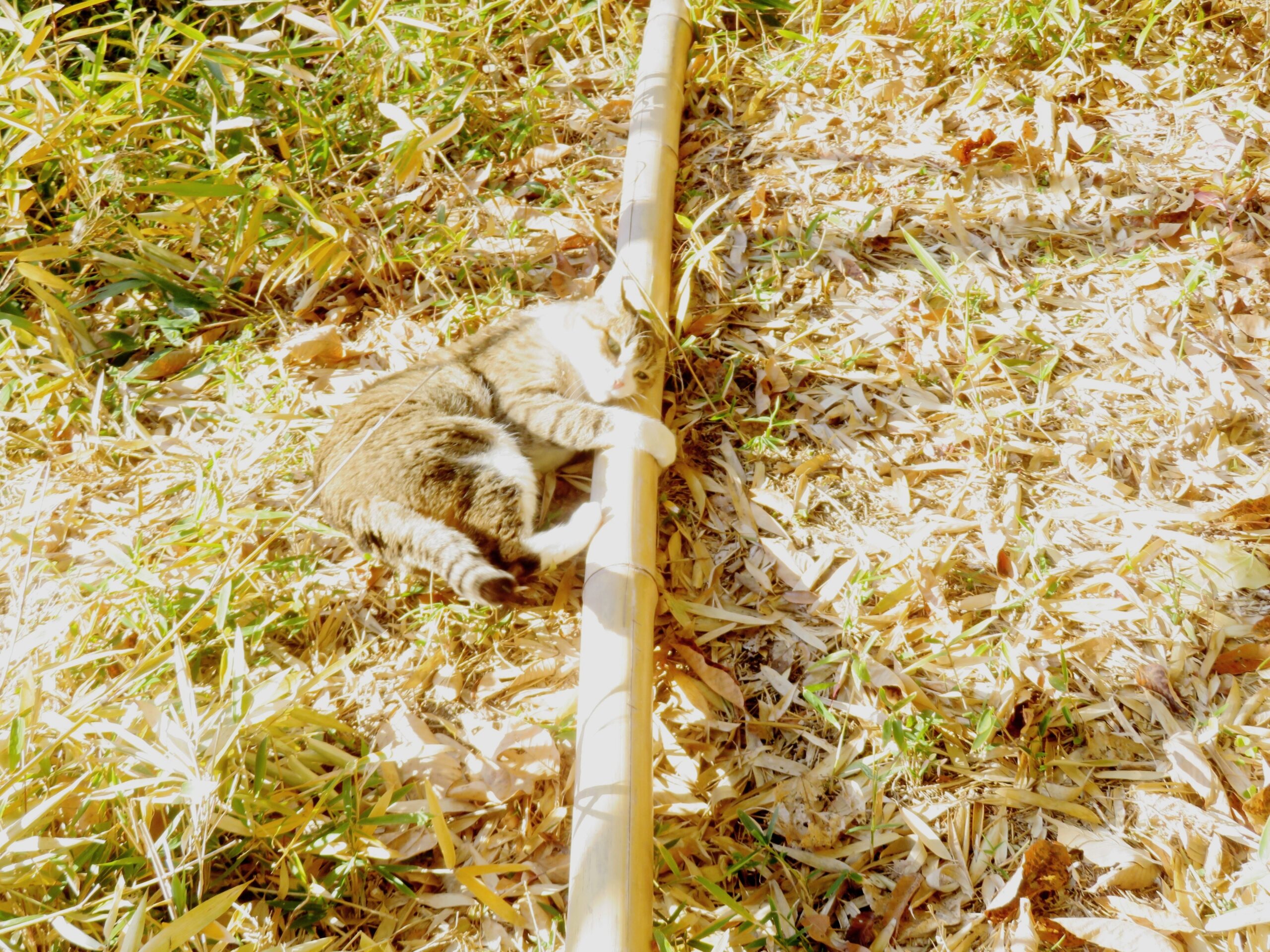 ねこ、風太　巡回