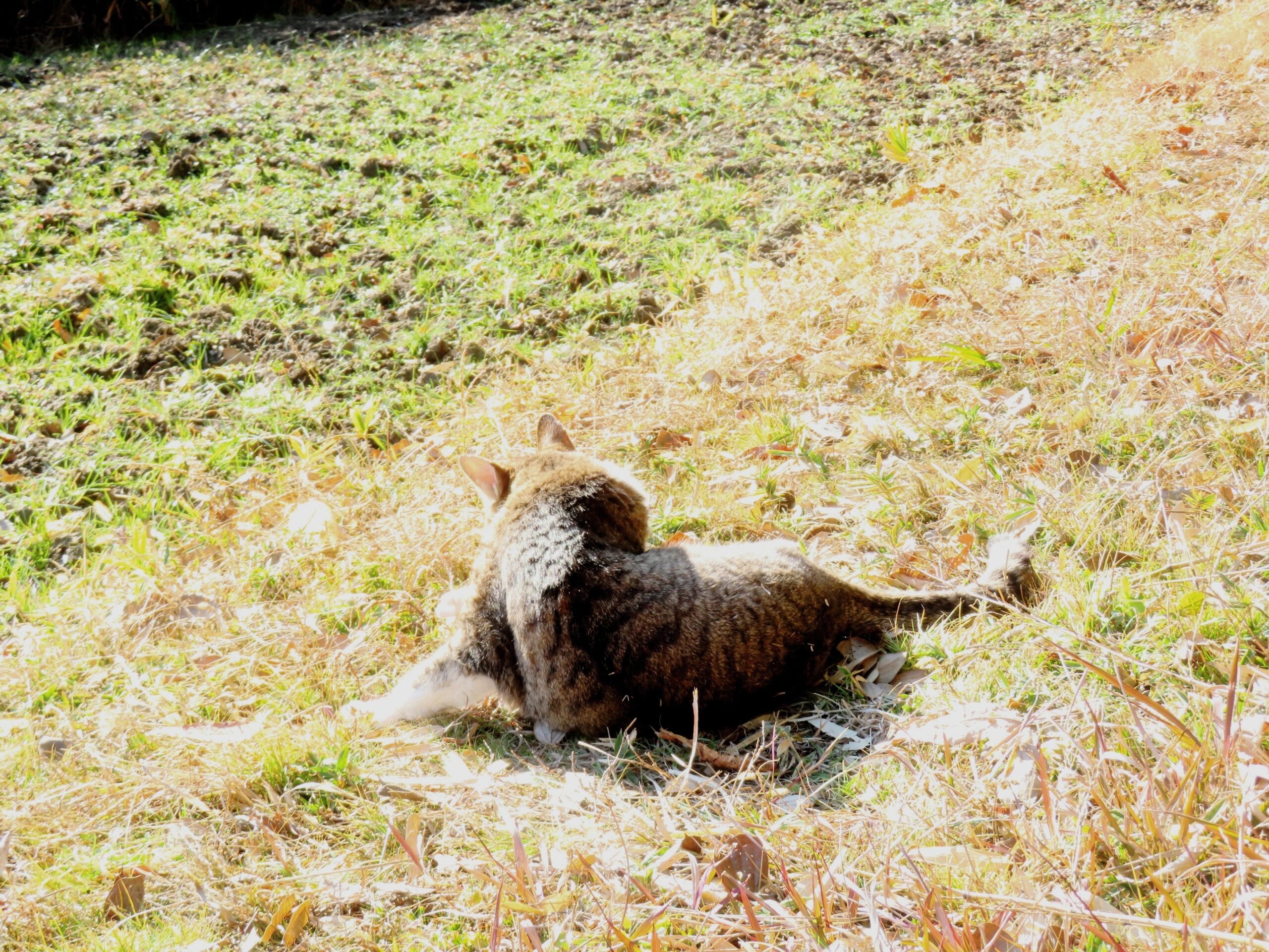 ねこ、風太　ひなたぼっこ