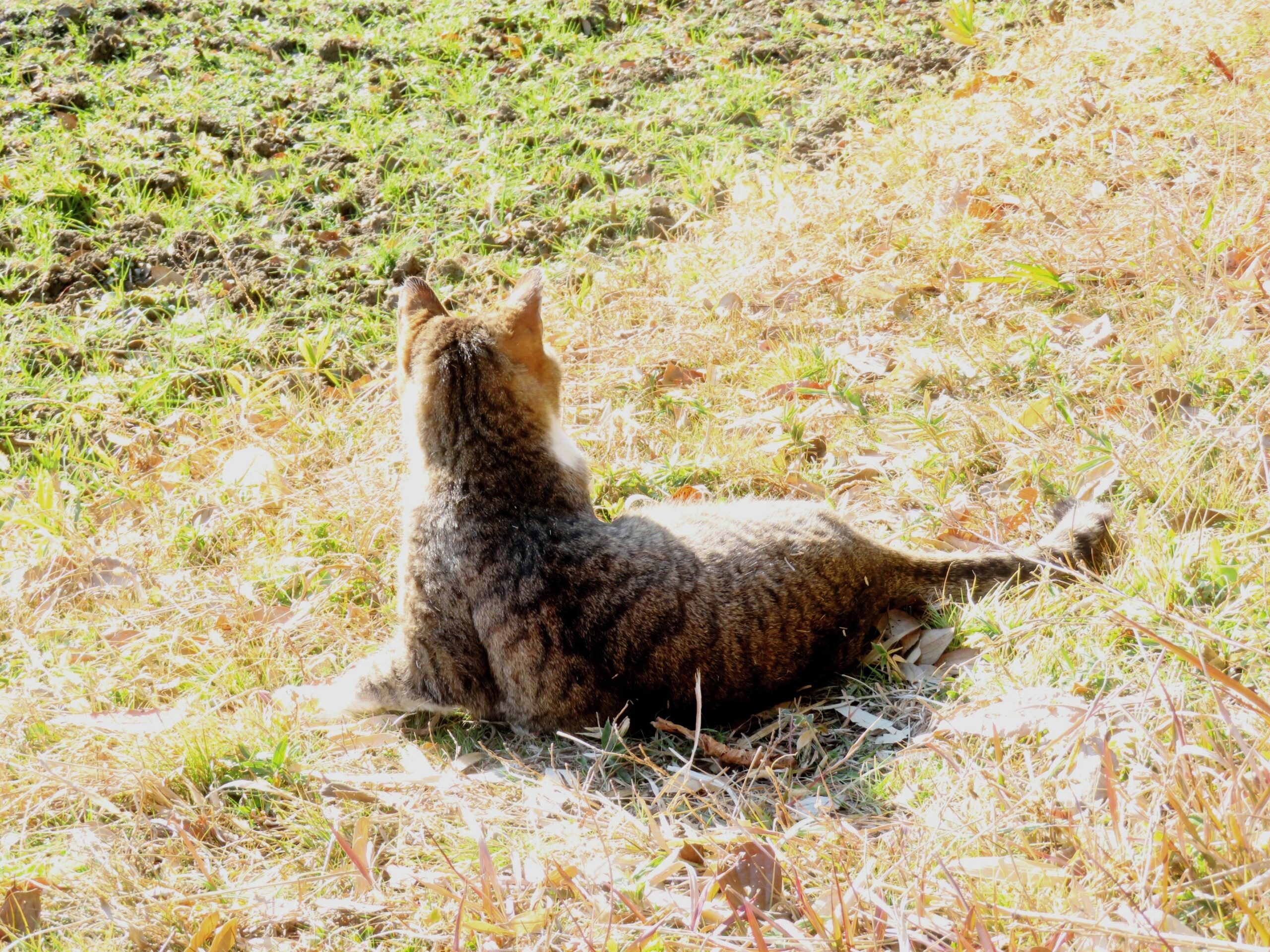 ねこ、風太　ひなたぼっこ