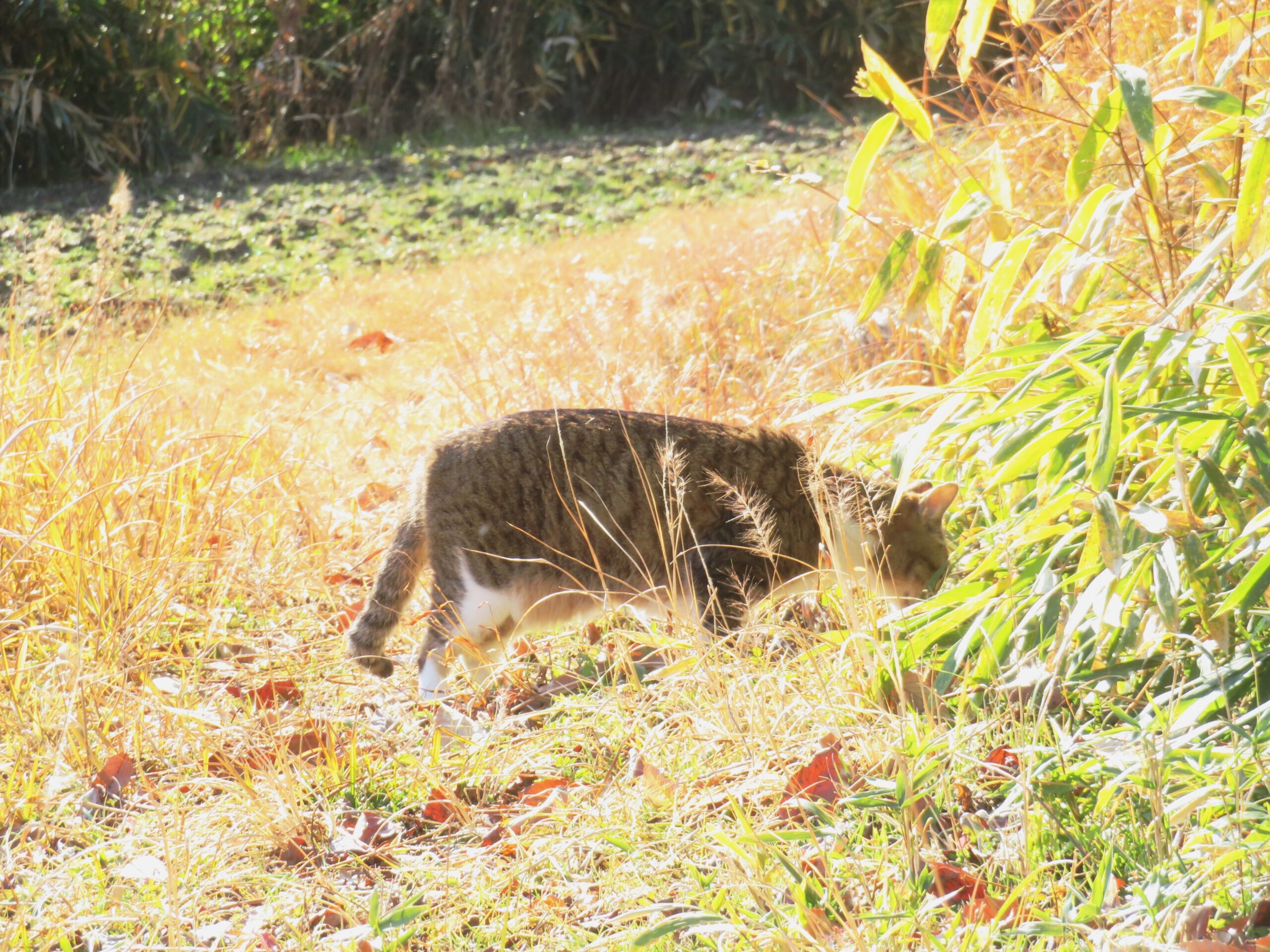 ねこ、風太　巡回