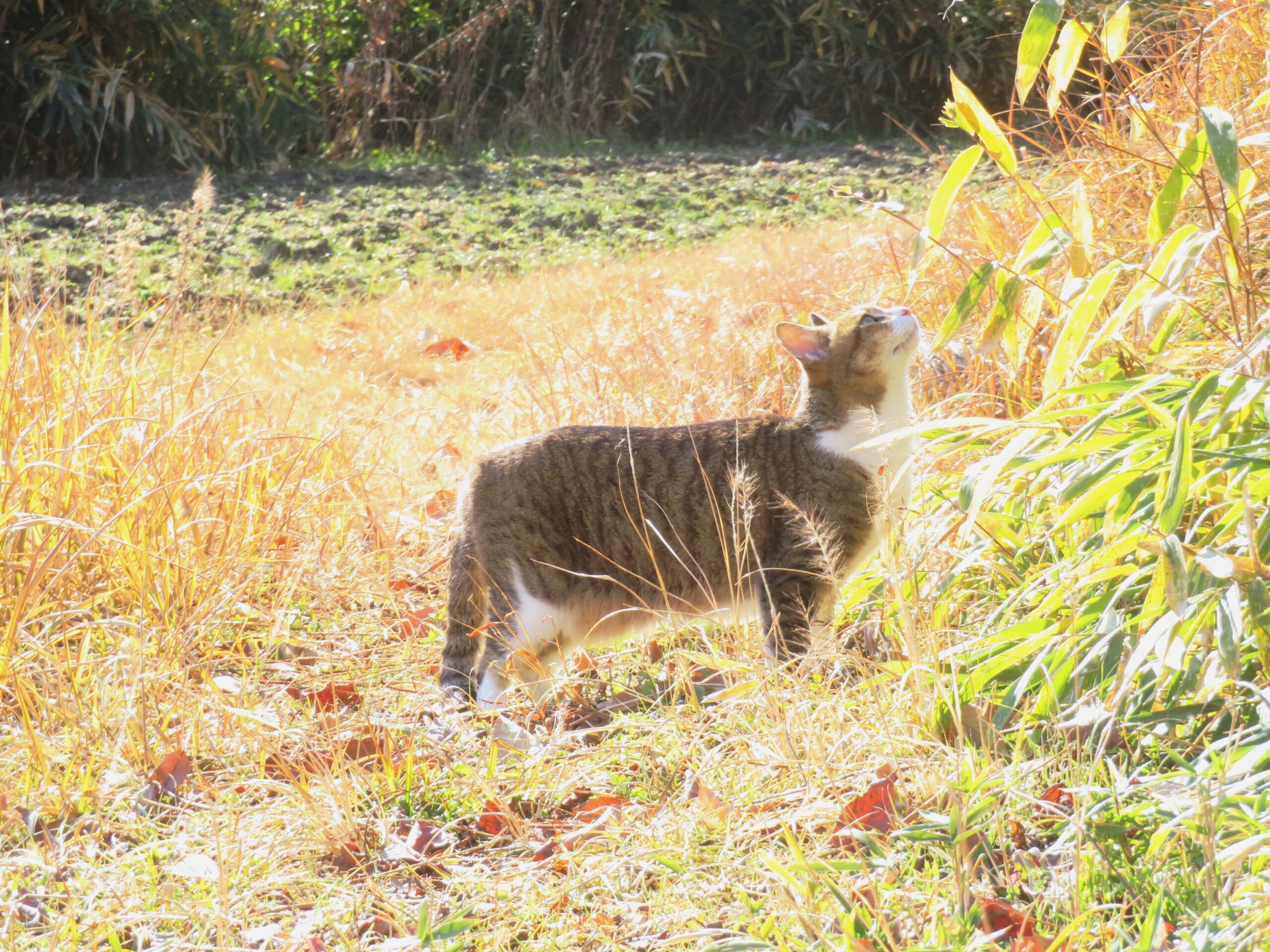 ねこ、風太　巡回