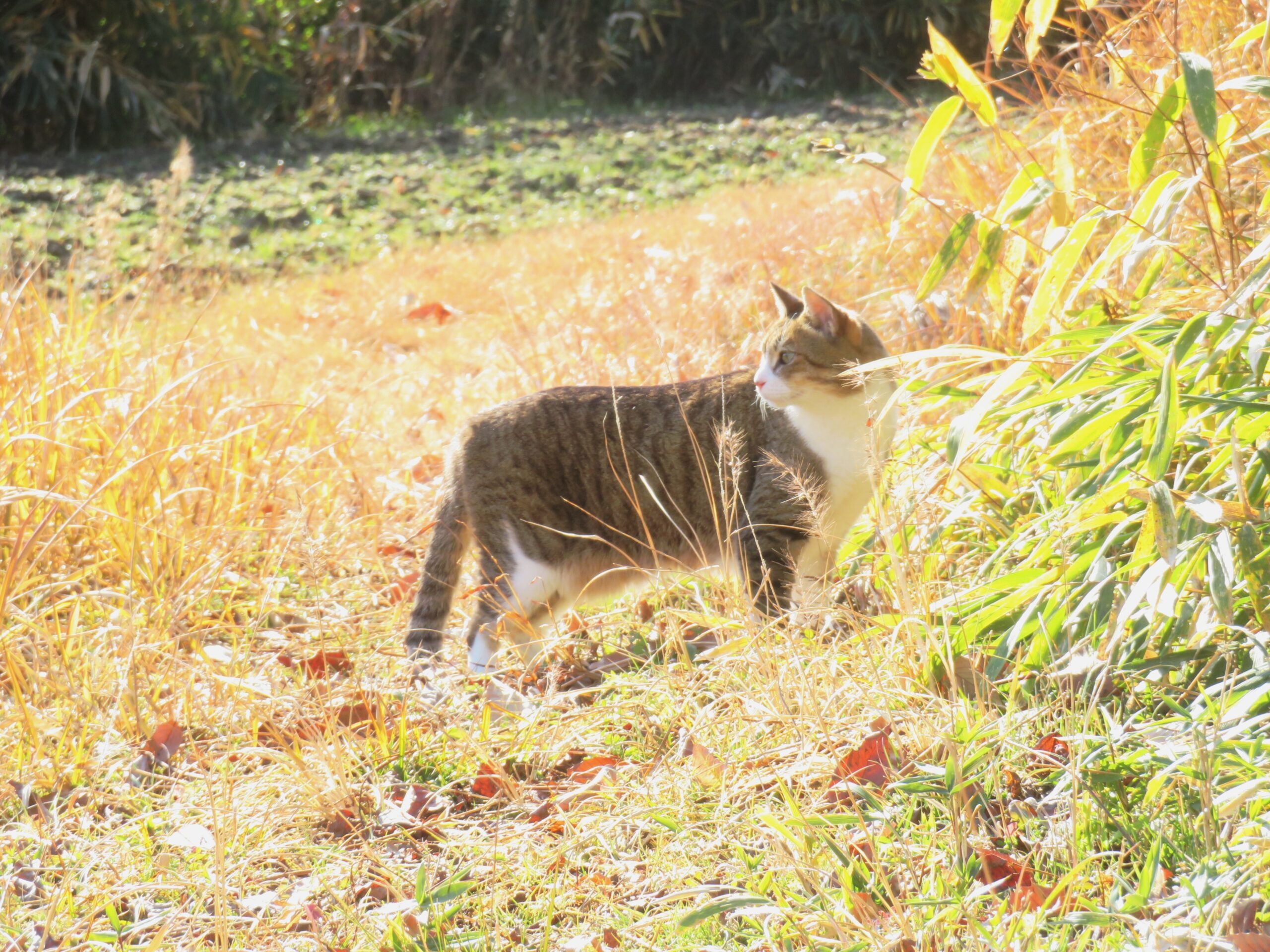 ねこ、風太　巡回