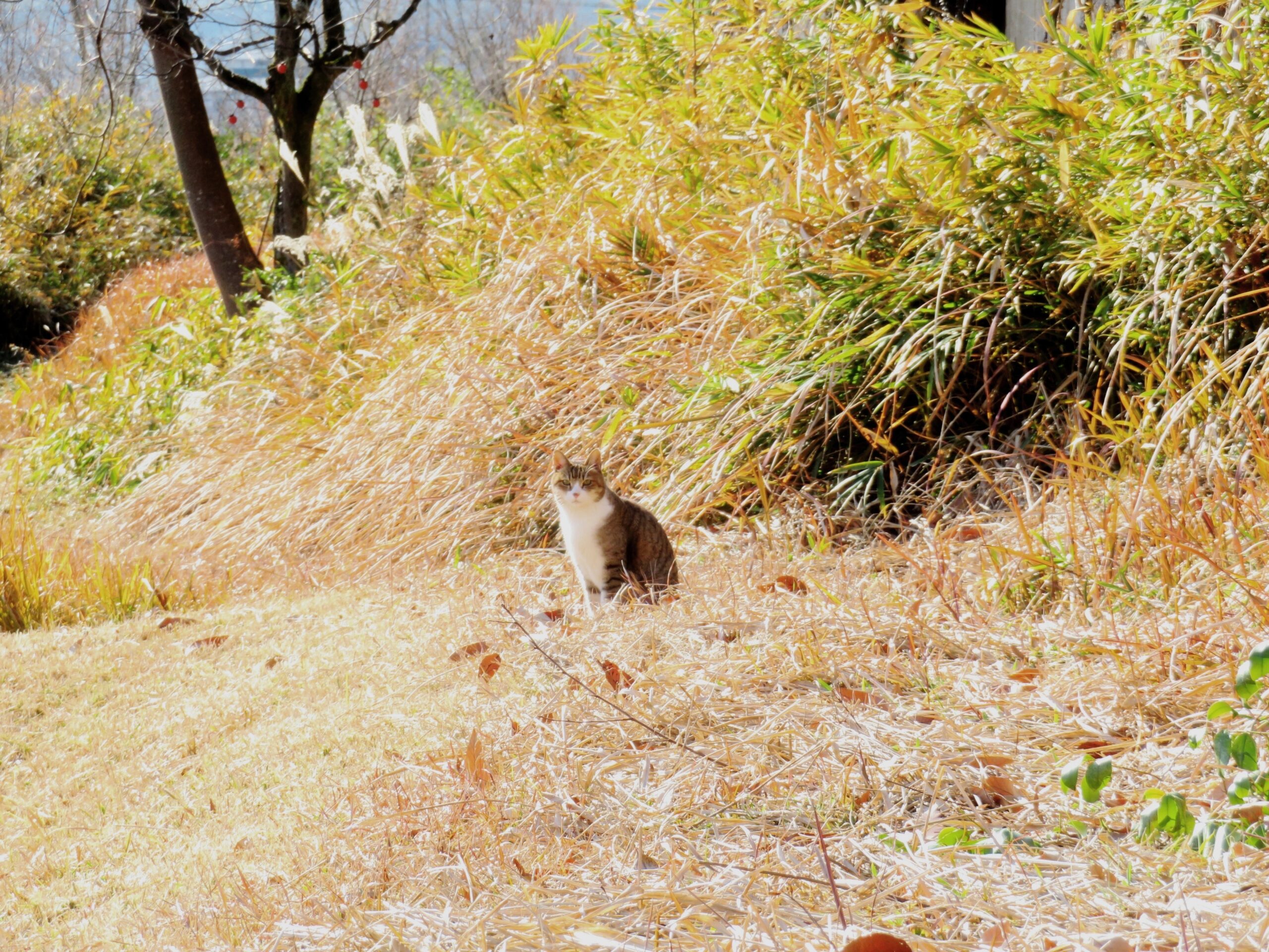 ねこ、風太　ひなたぼっこ