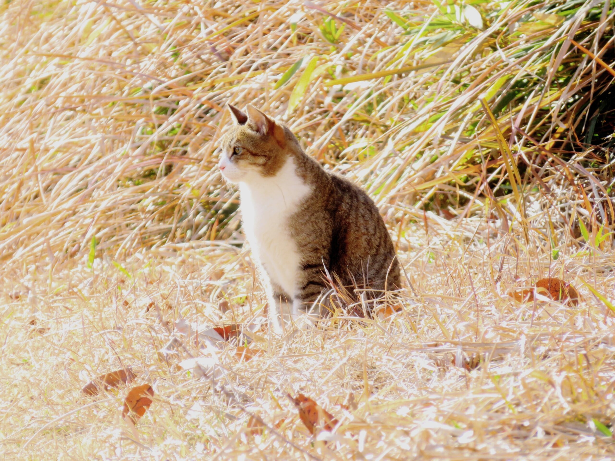 ねこ、風太　ひなたぼっこ