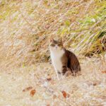 ねこ、風太　ひなたぼっこ