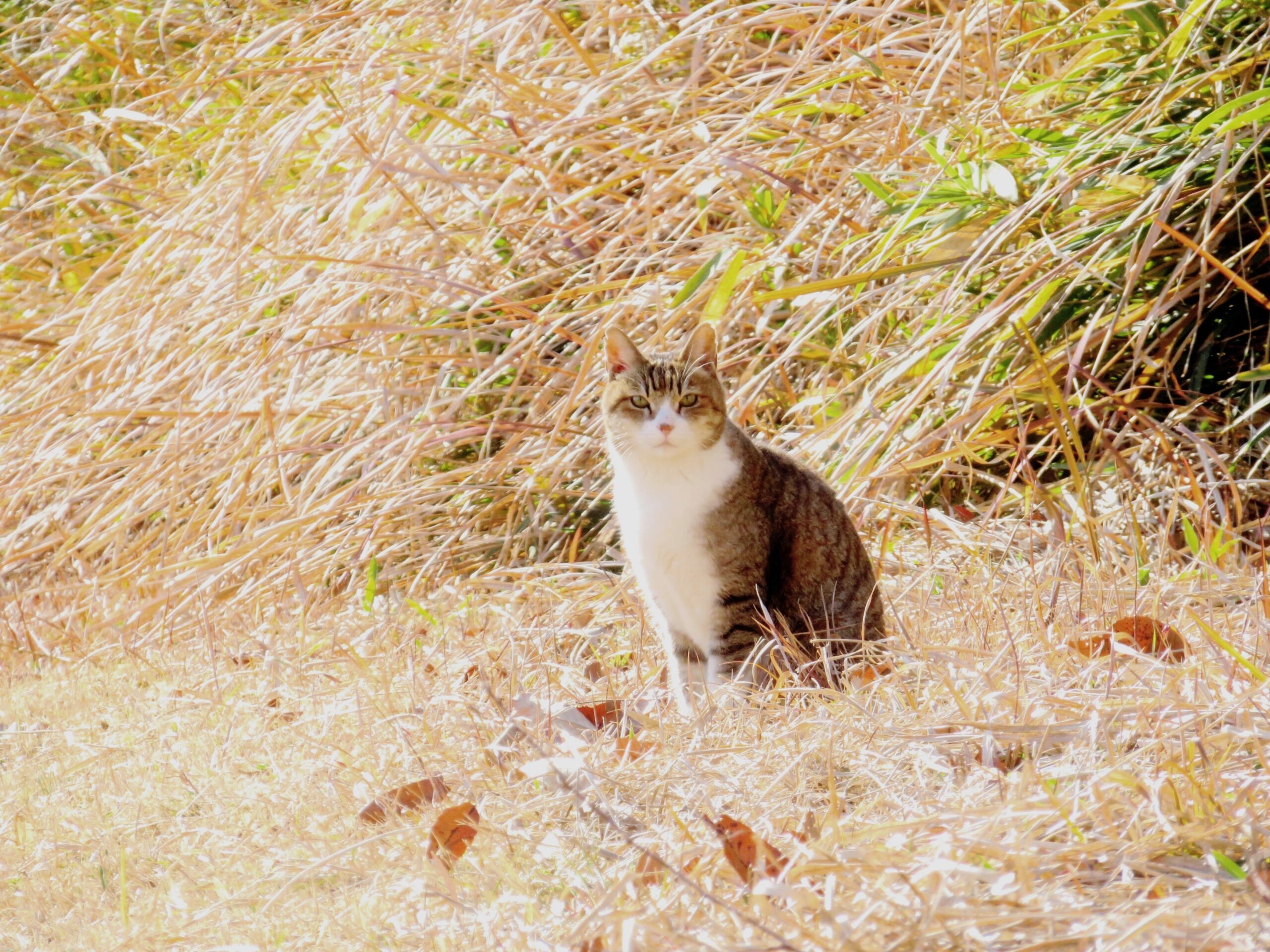 ねこ、風太　ひなたぼっこ