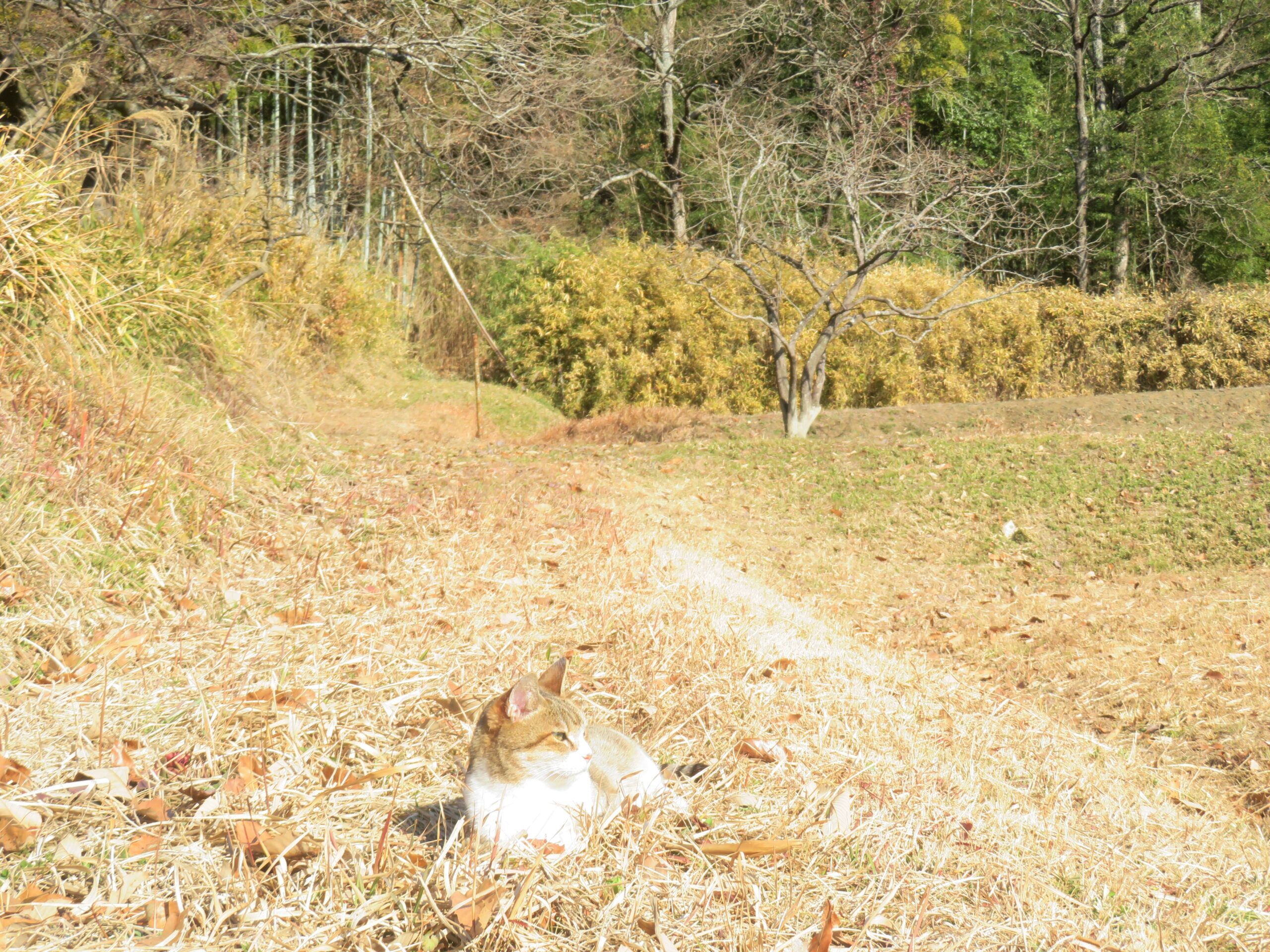 ねこ、風太　巡回