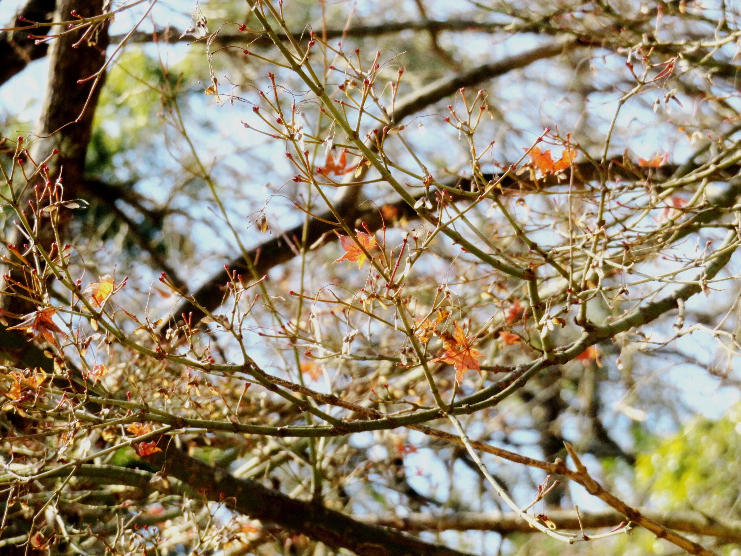 1月の紅葉