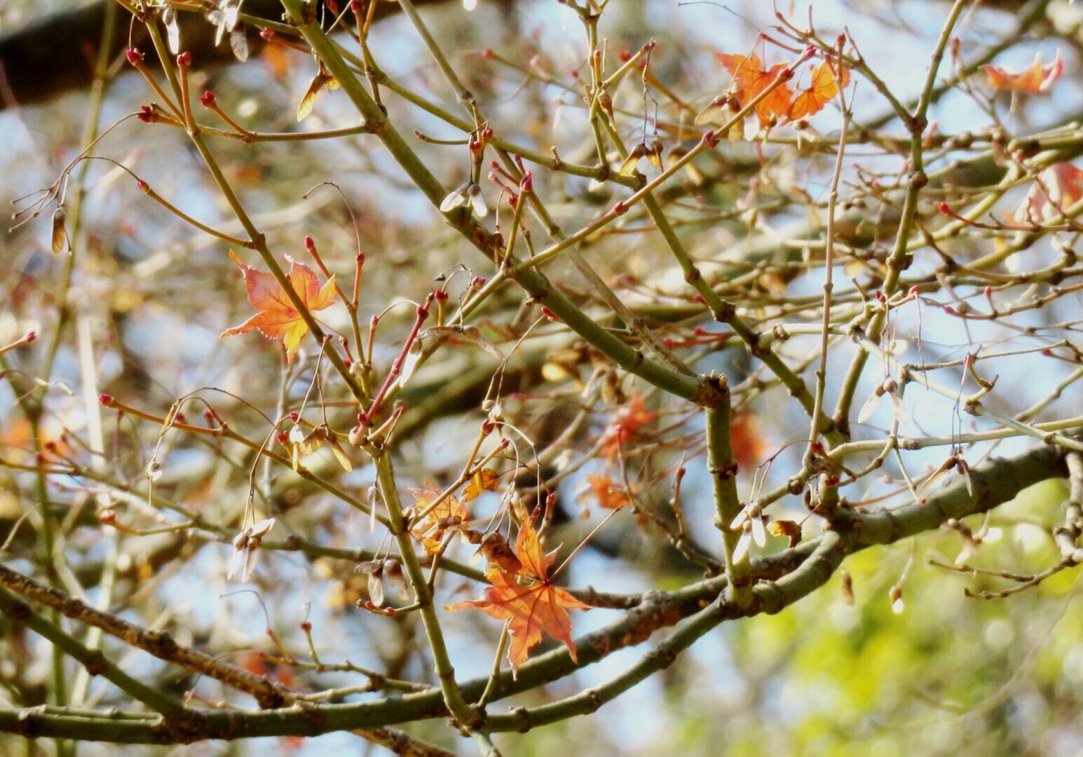 1月の紅葉