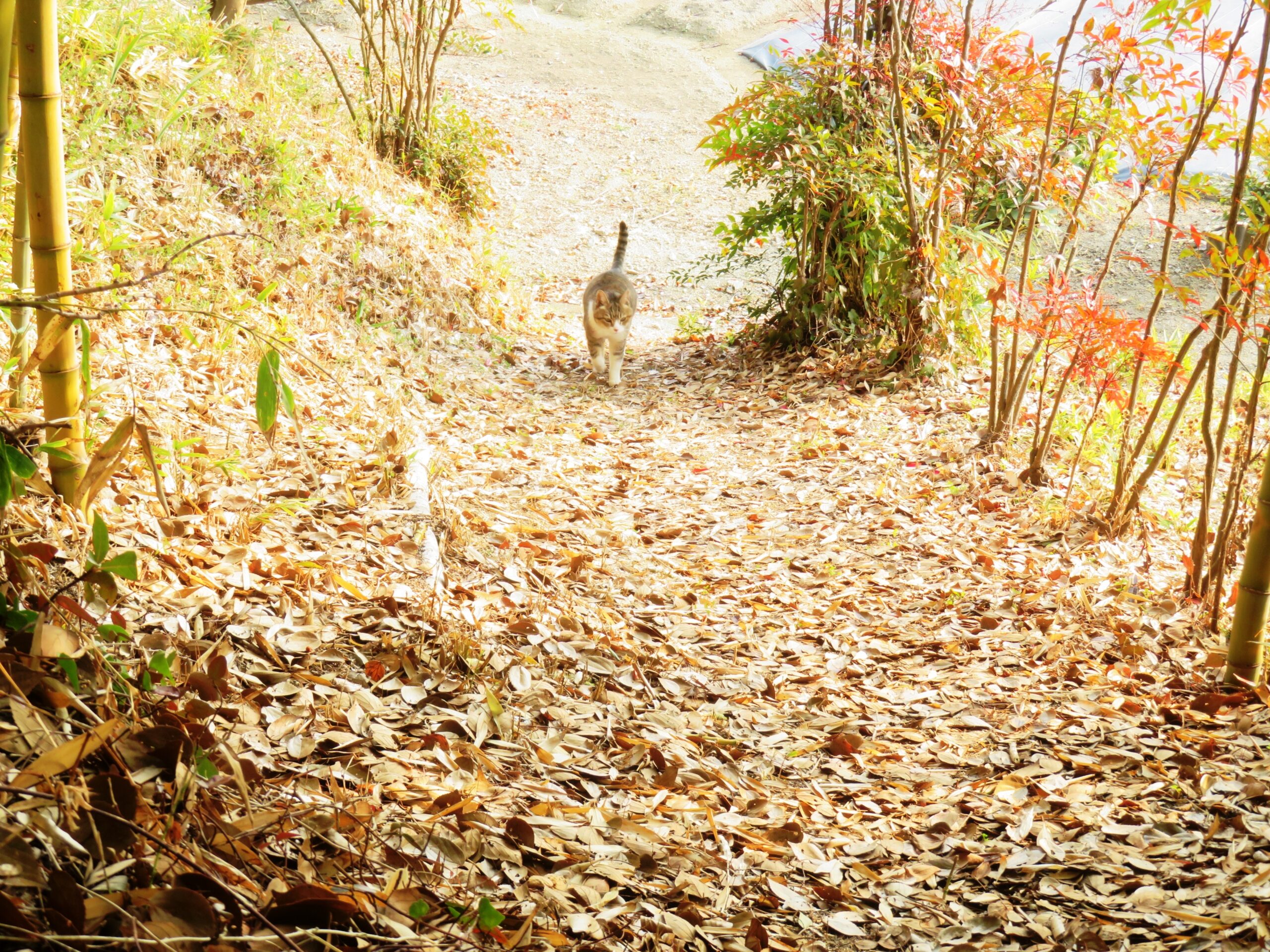 ねこ、風太　巡回