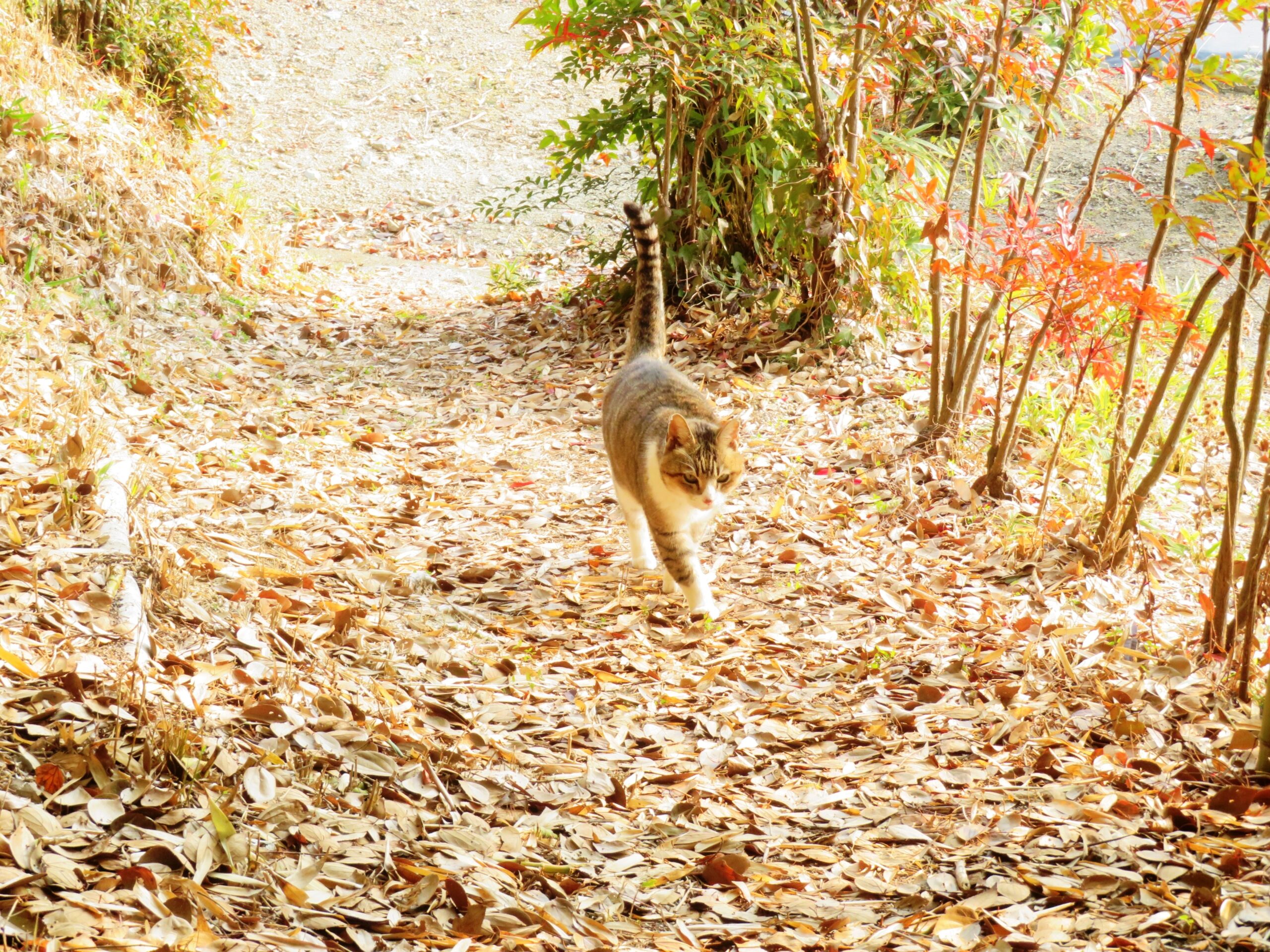 ねこ、風太　巡回