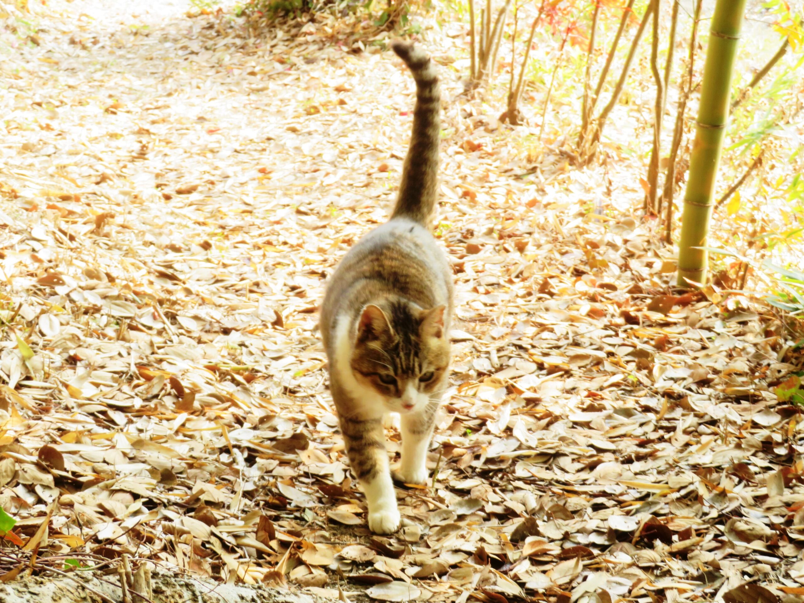 ねこ、風太　巡回