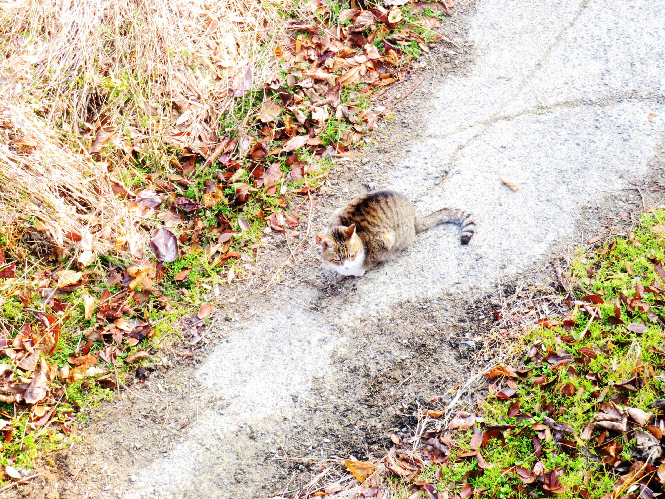 ねこ、風太　巡回