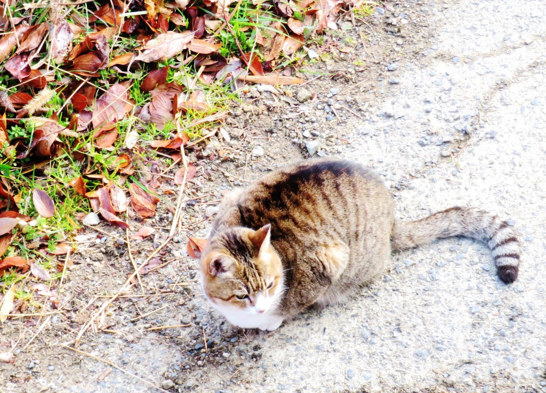 ねこ、風太　巡回