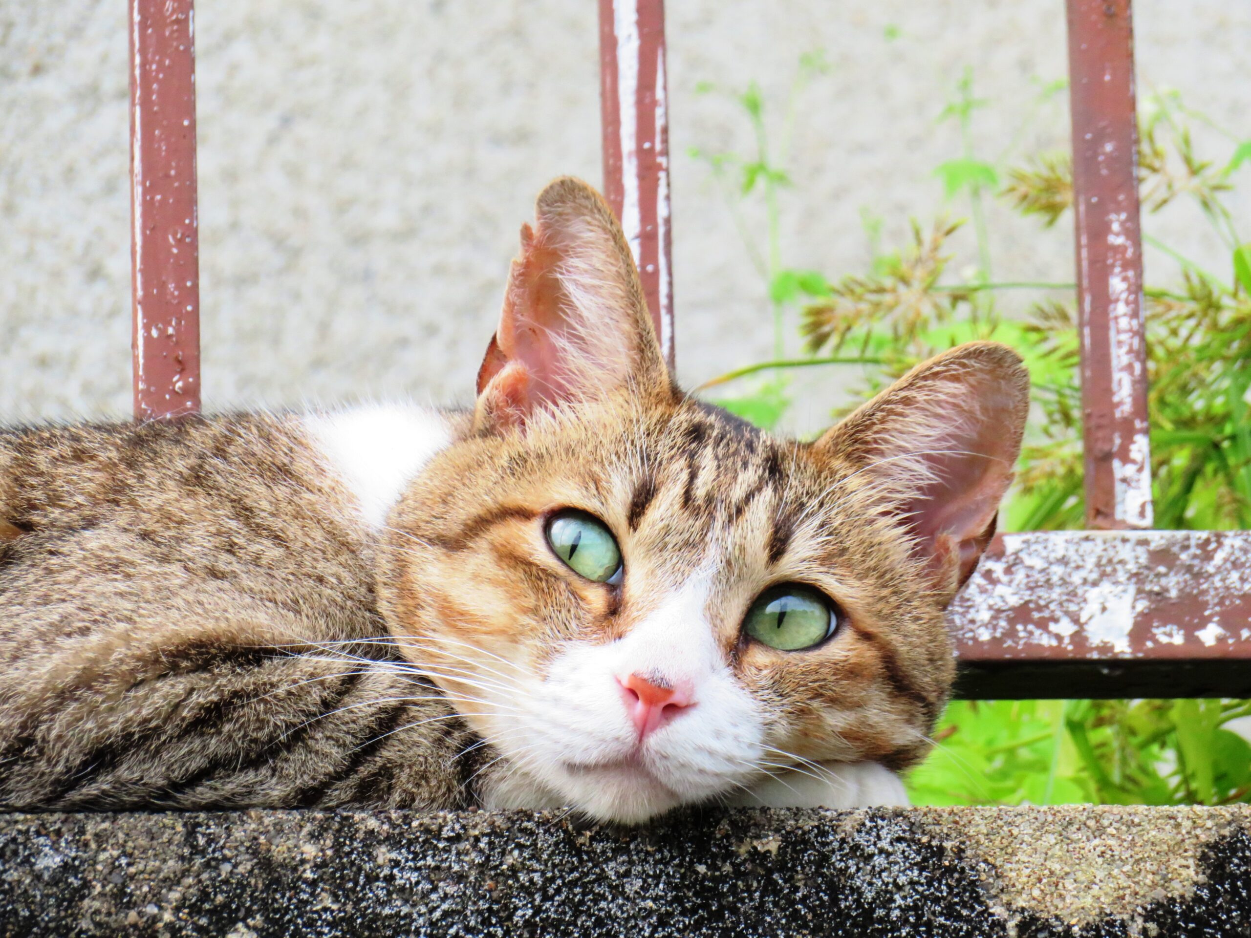 2019.08風太　5才（≒36才）