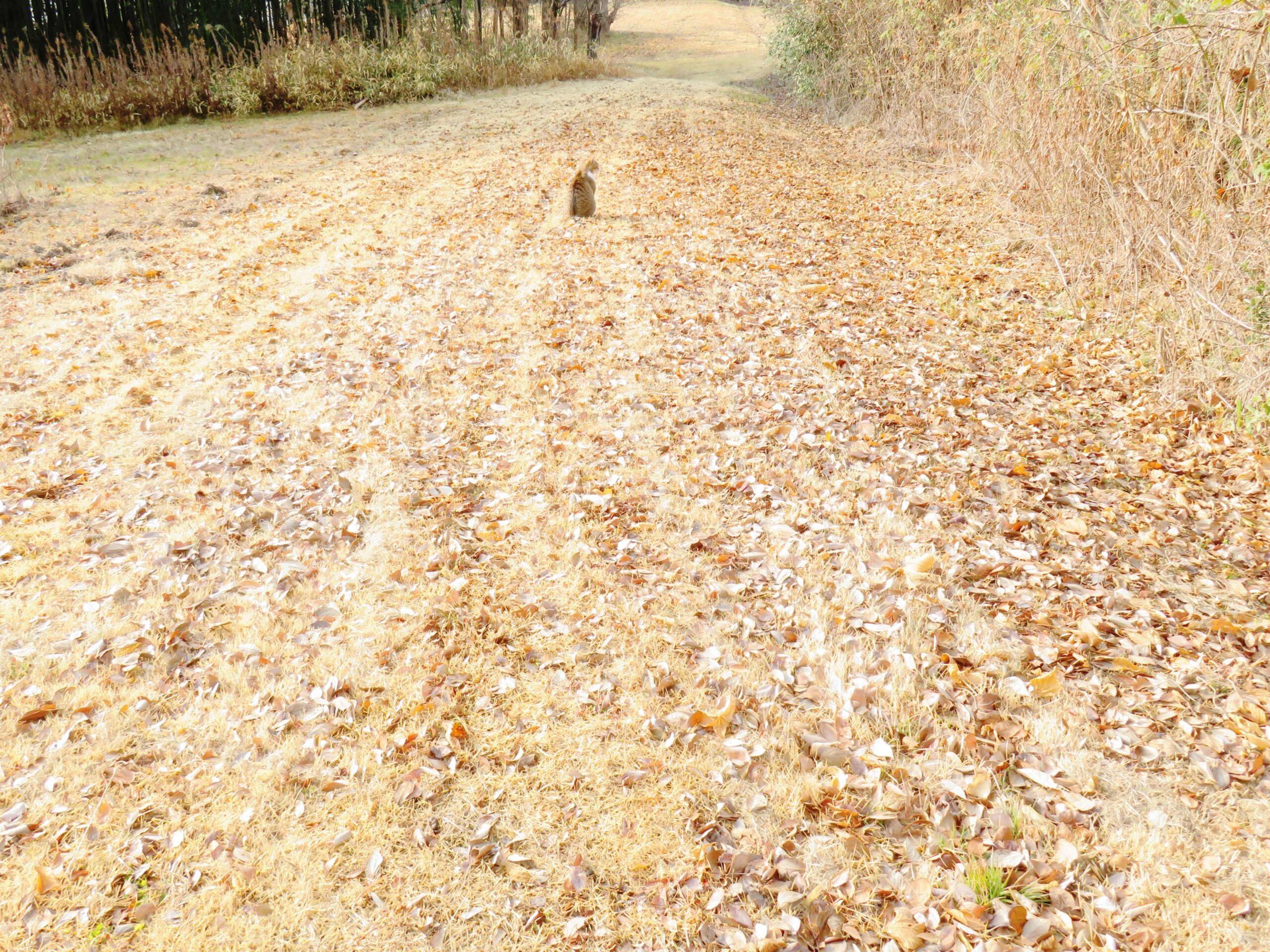 ねこ、風太　巡回