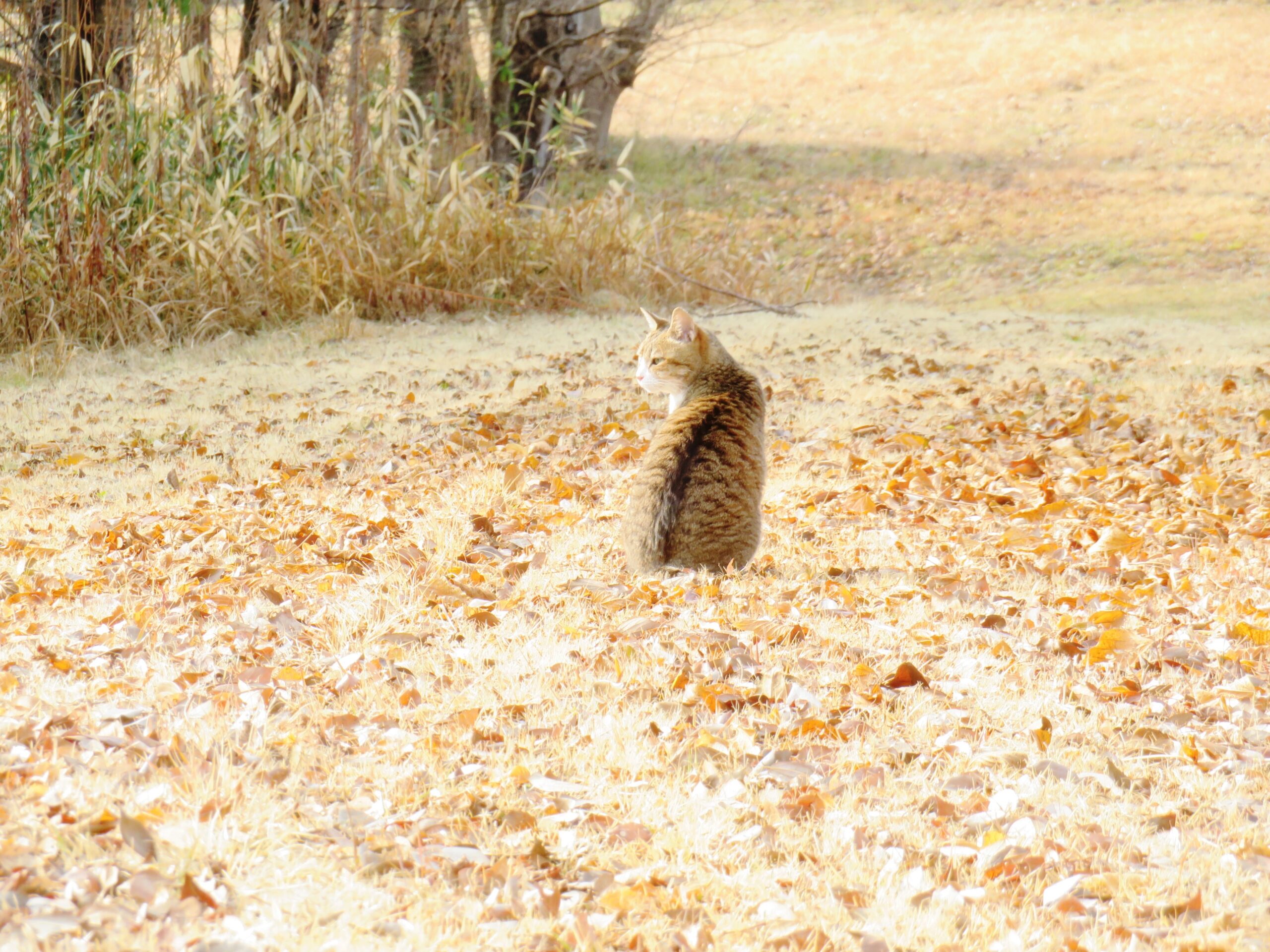 ねこ、風太　巡回