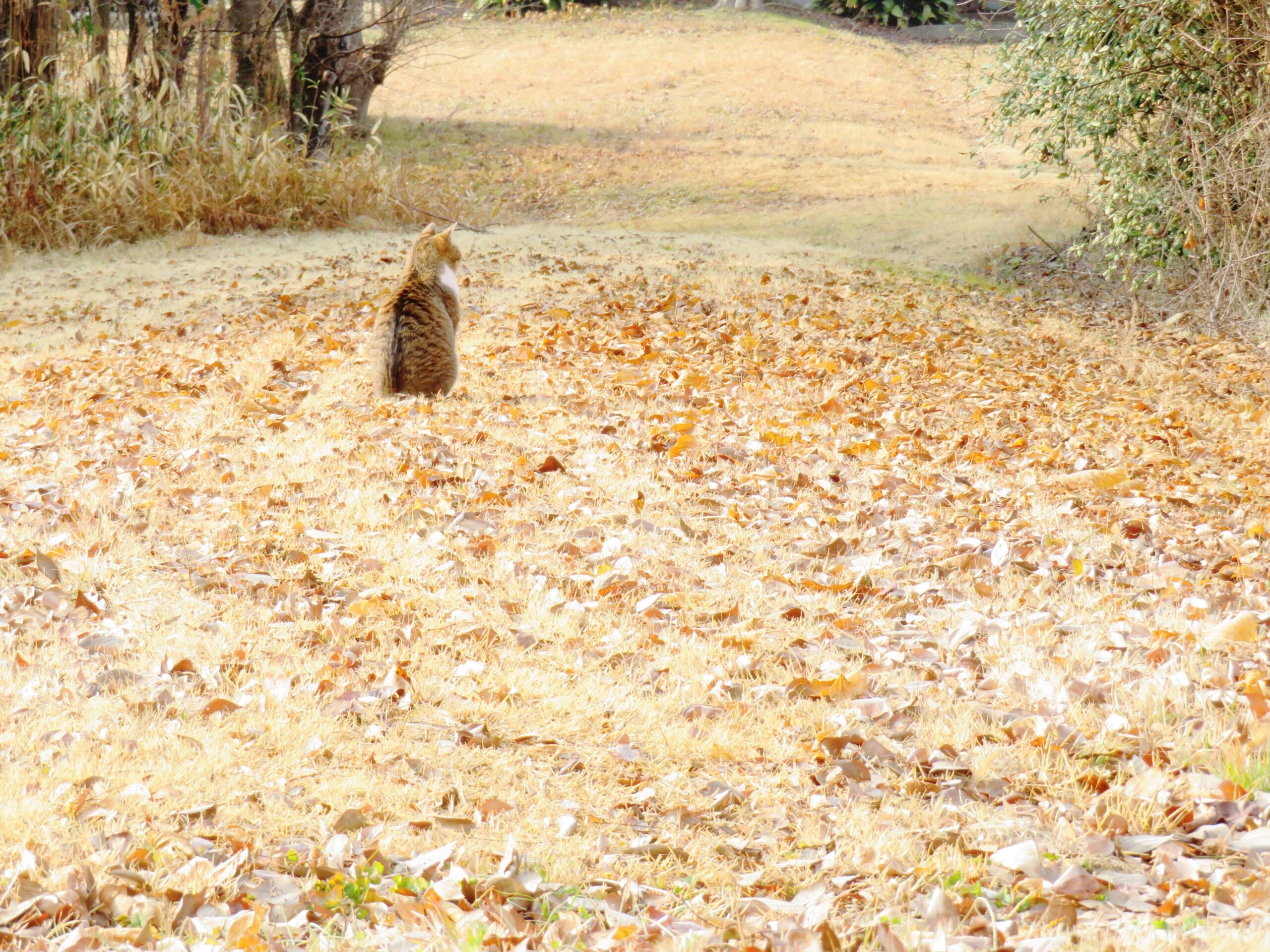 ねこ、風太　巡回