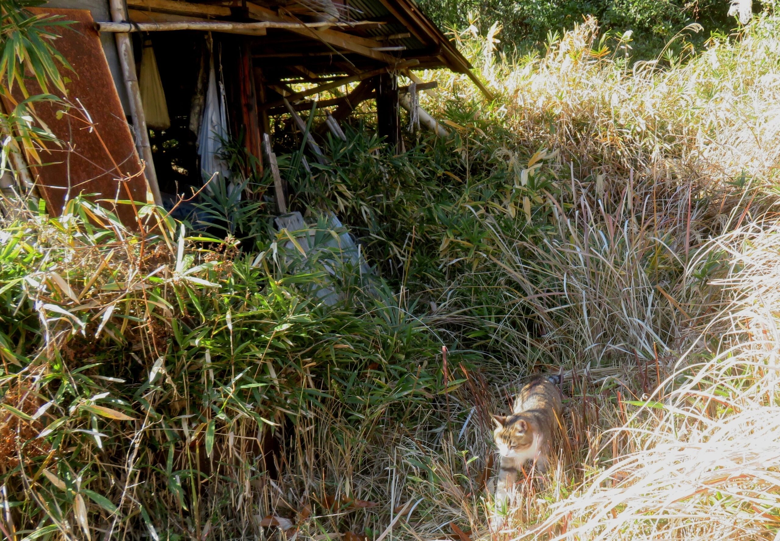 ねこ、風太　巡回