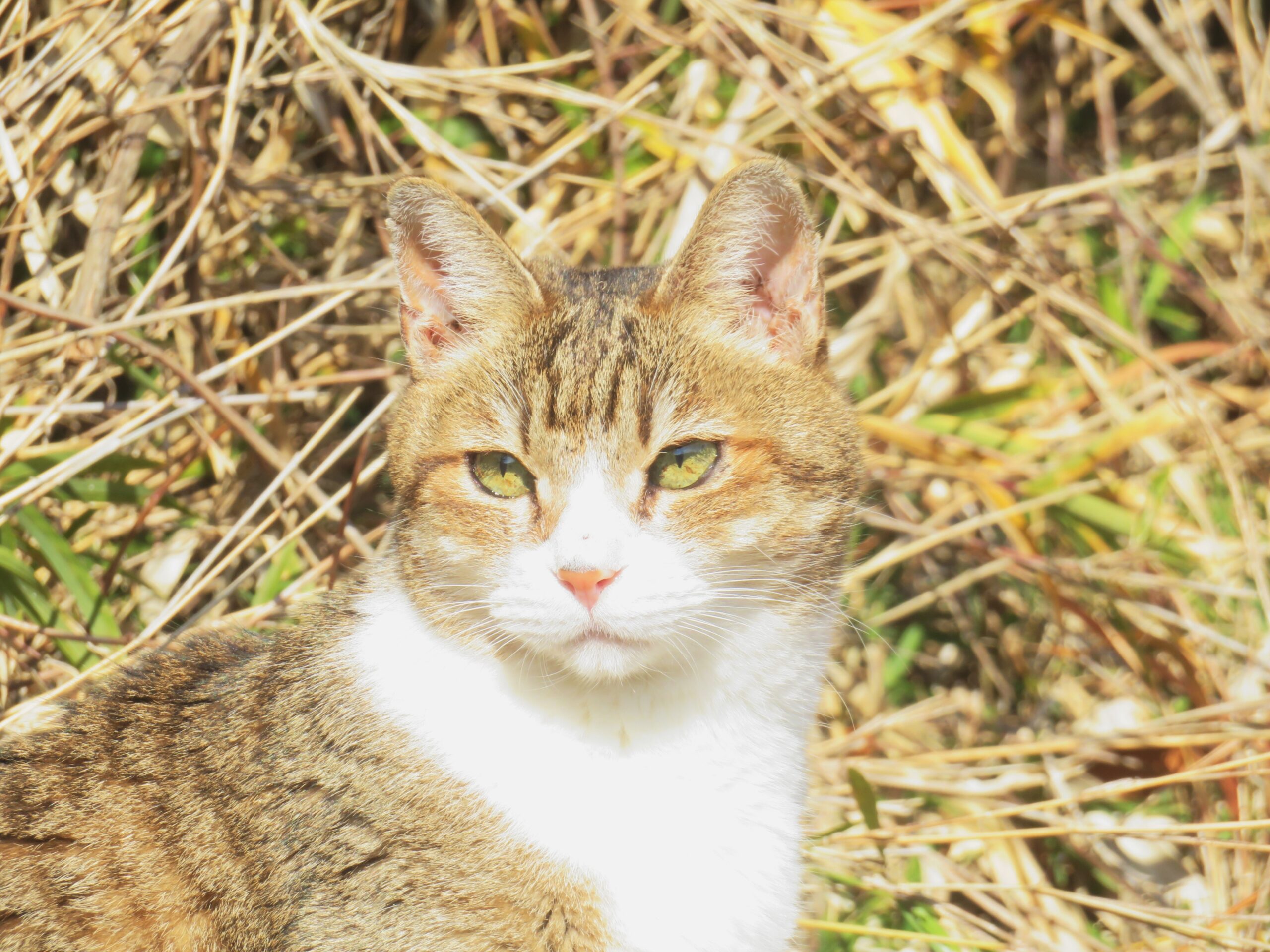 ねこ、風太　巡回