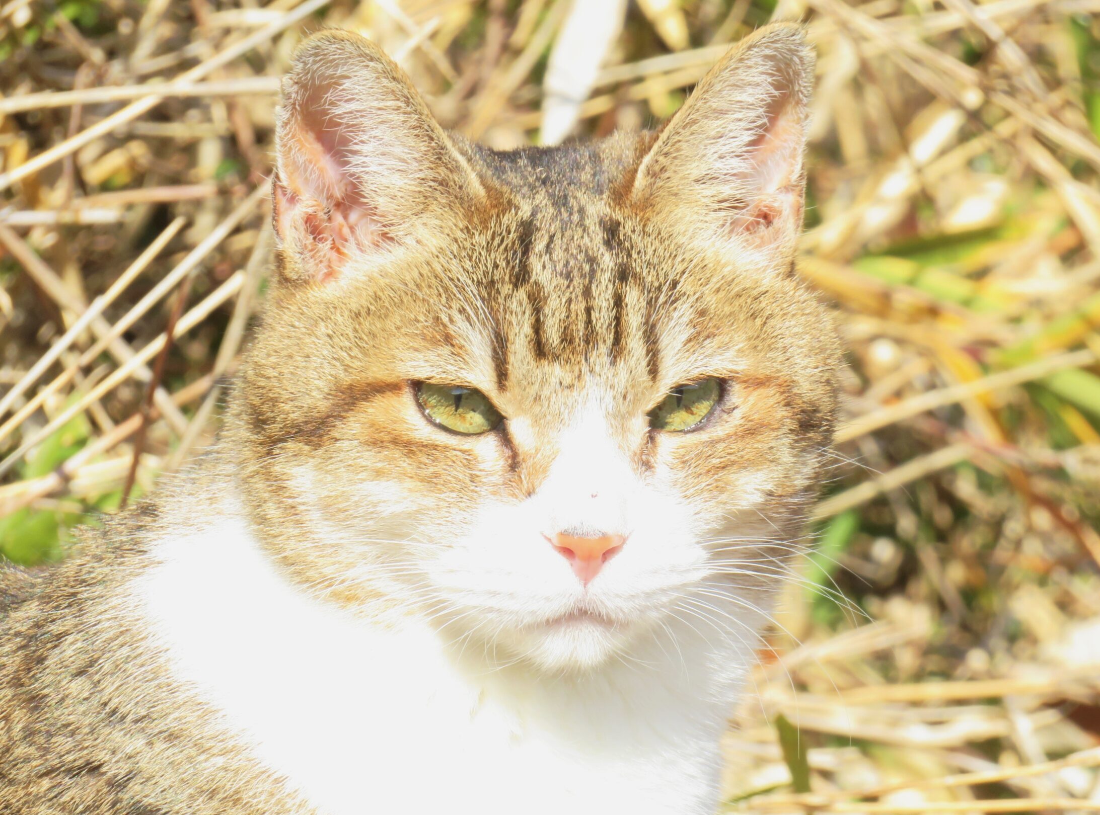 ねこ、風太　巡回