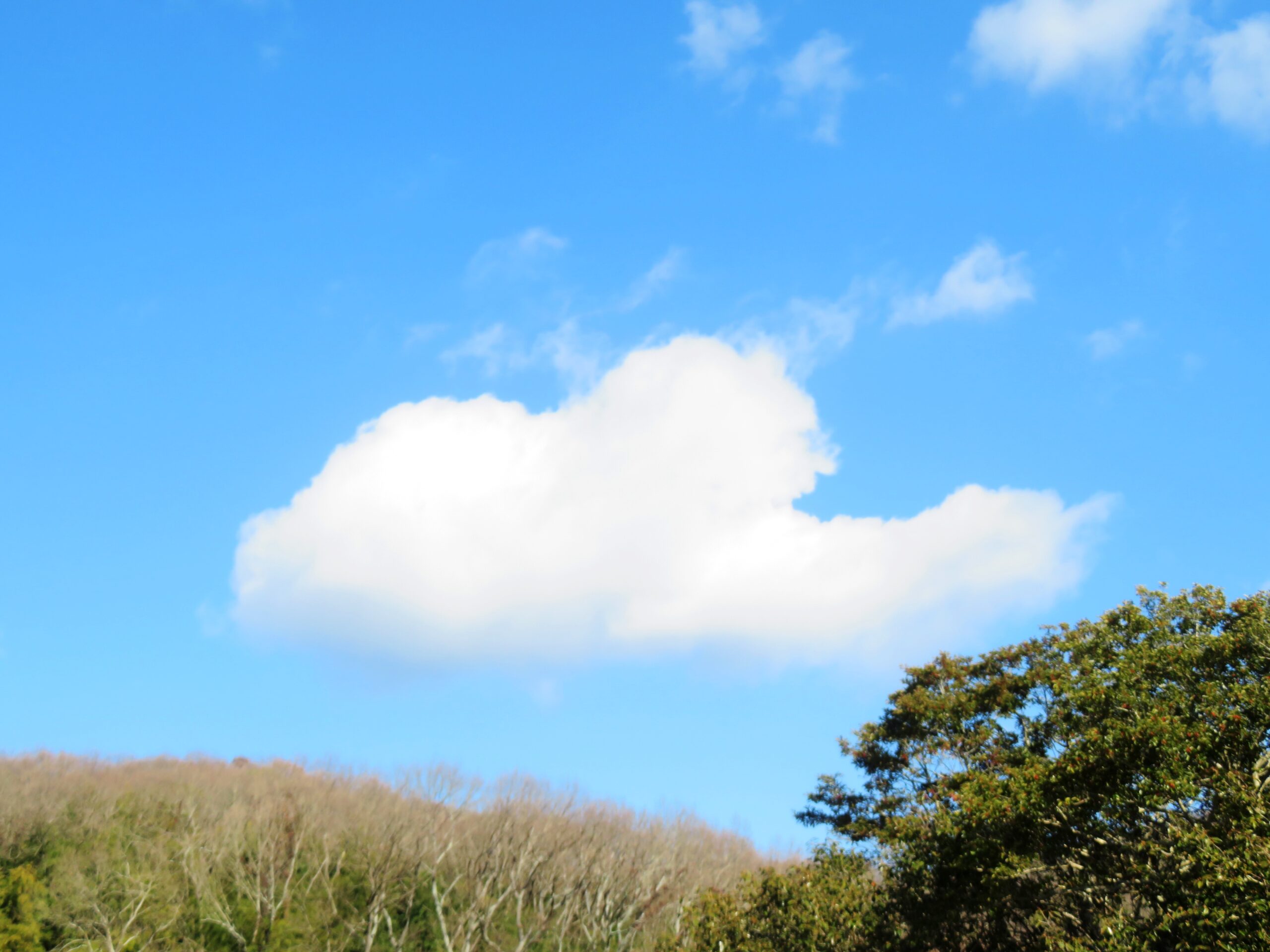 早春の空と雲