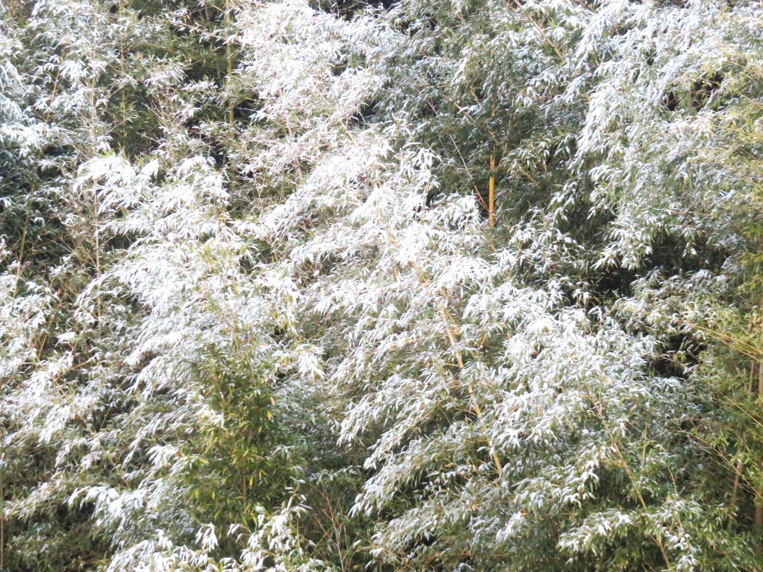 温暖な田舎の雪