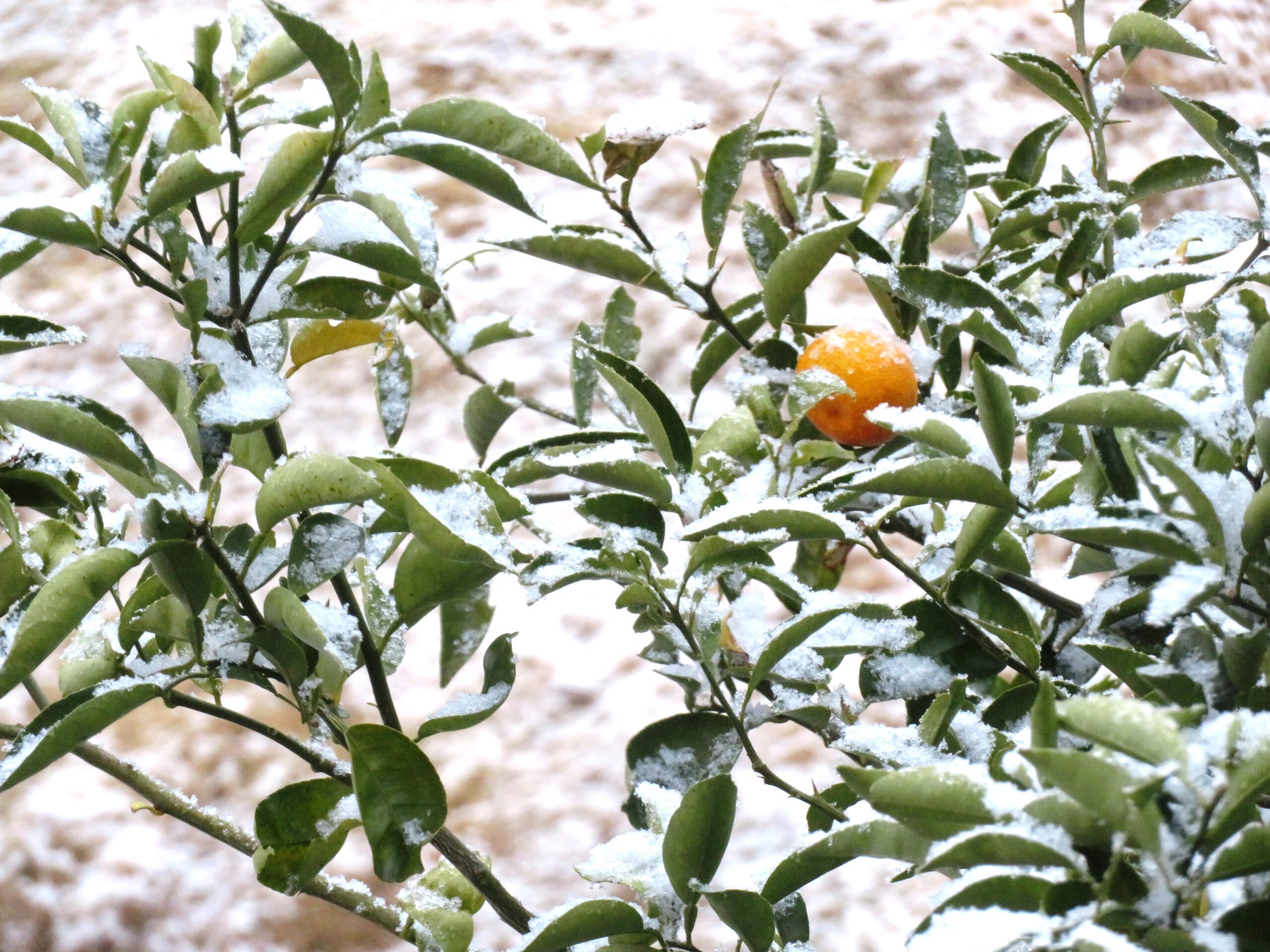 温暖な田舎の雪