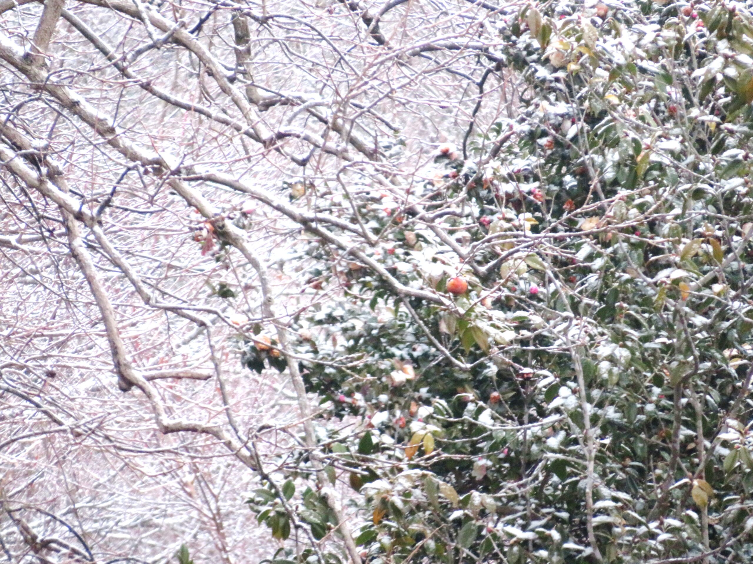 温暖な田舎の雪