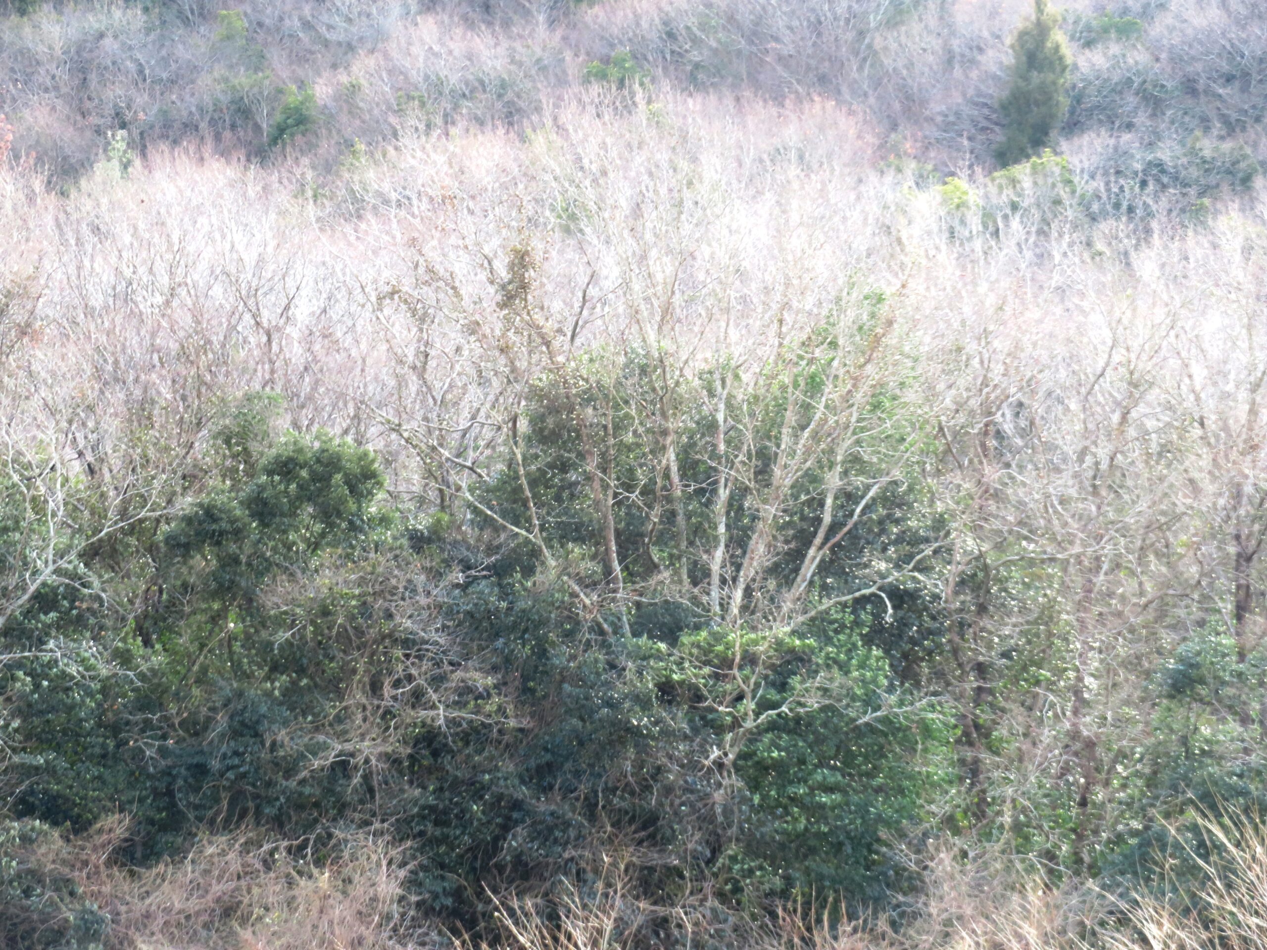 大寒の山の木々