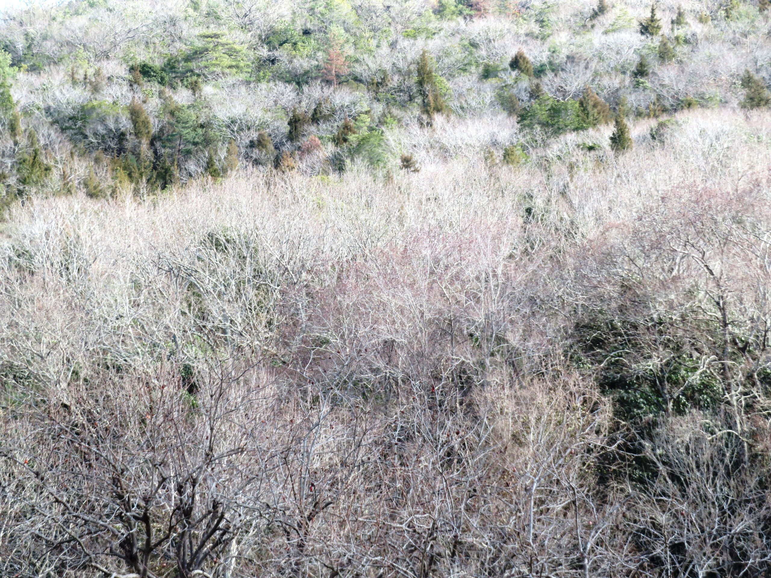 大寒の山の木々