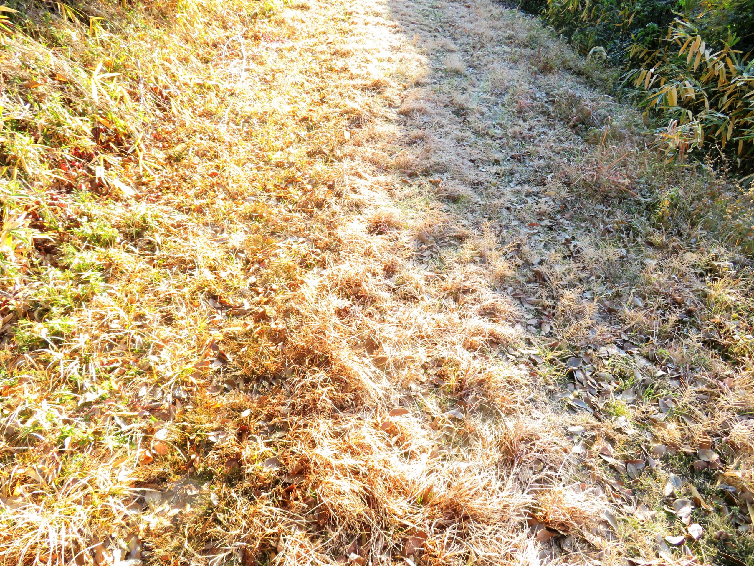 霜が溶けた田舎道