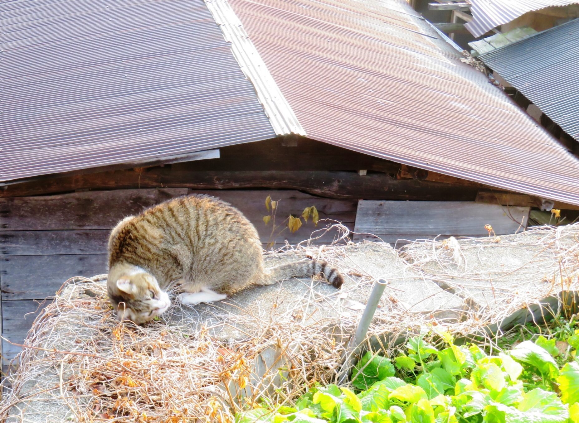 ねこ、風太　ゴロゴロ