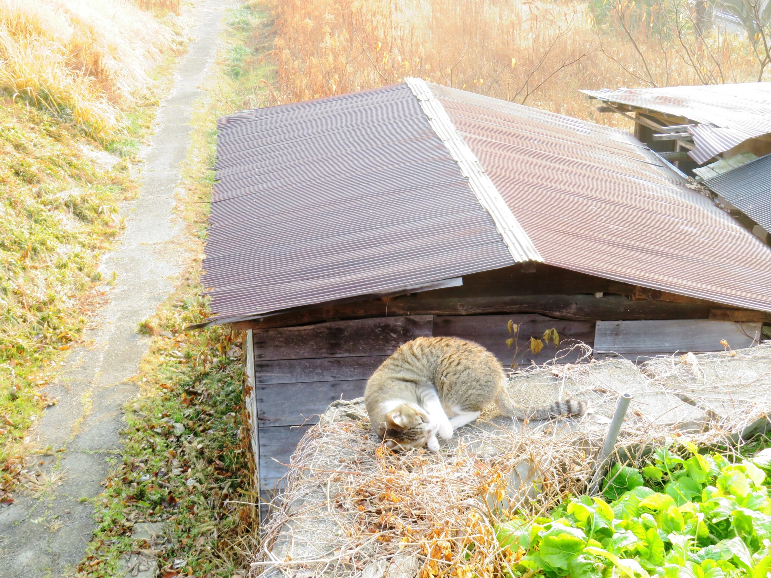 ねこ、風太　ゴロゴロ