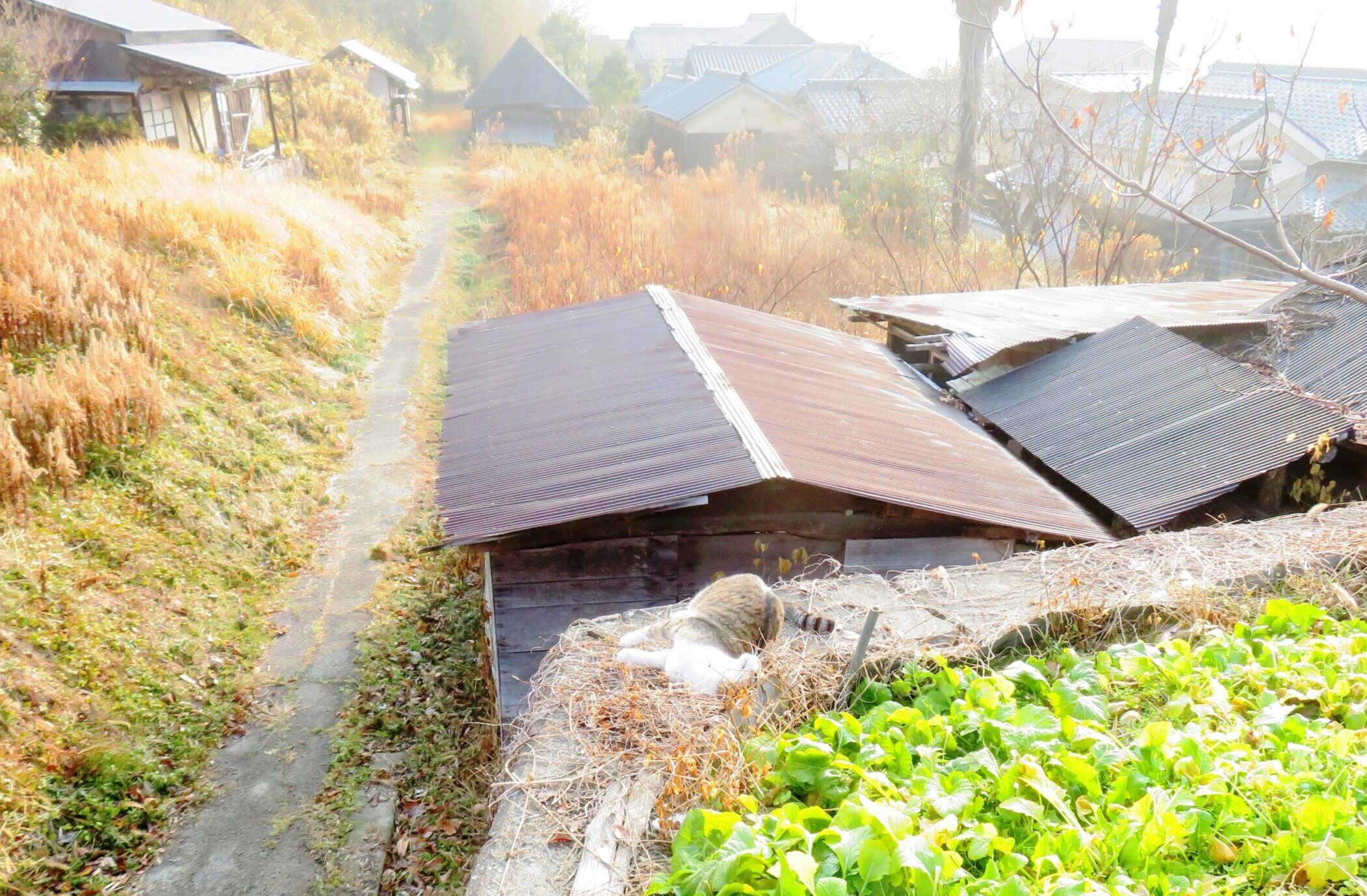 ねこ、風太　ゴロゴロ