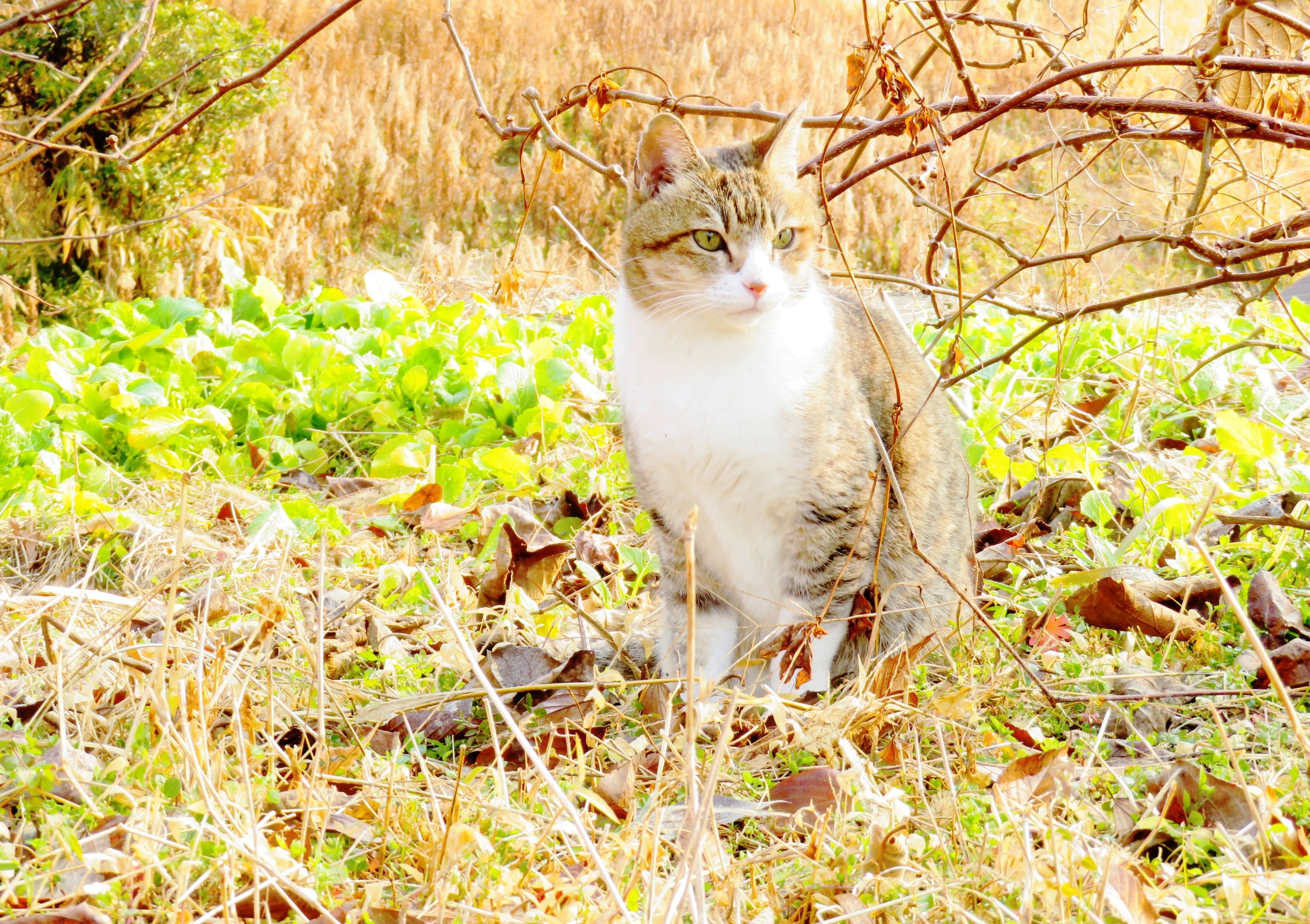 ねこ、風太　巡回