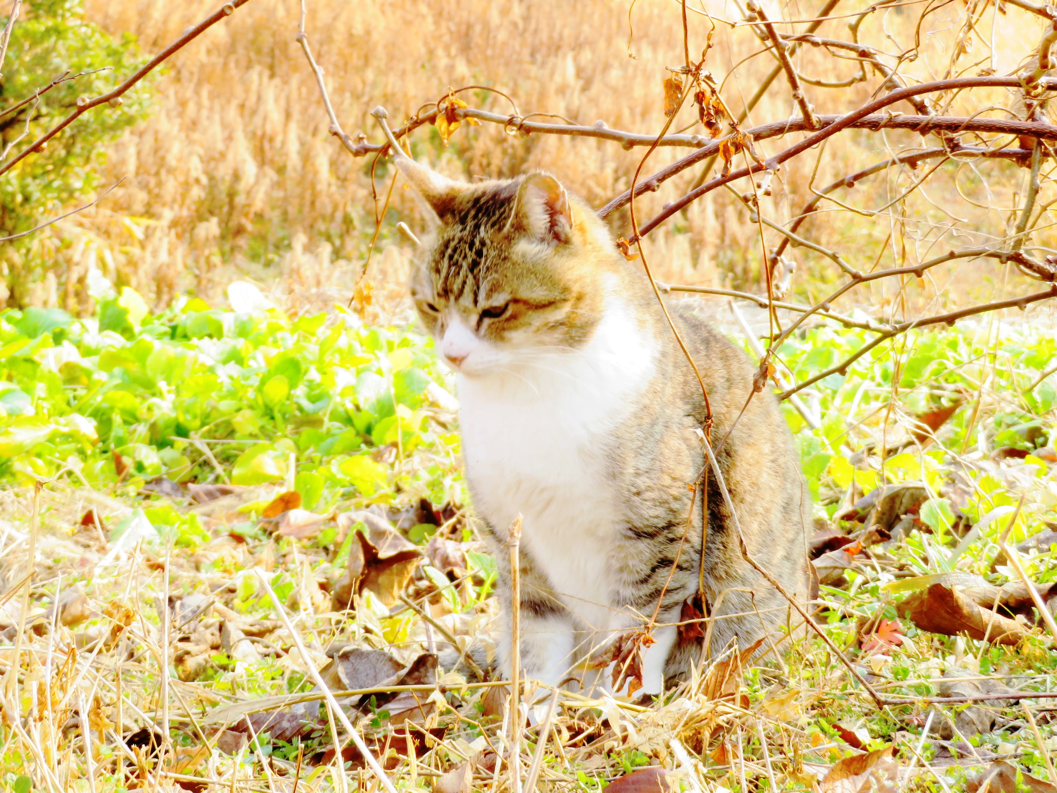 ねこ、風太　巡回