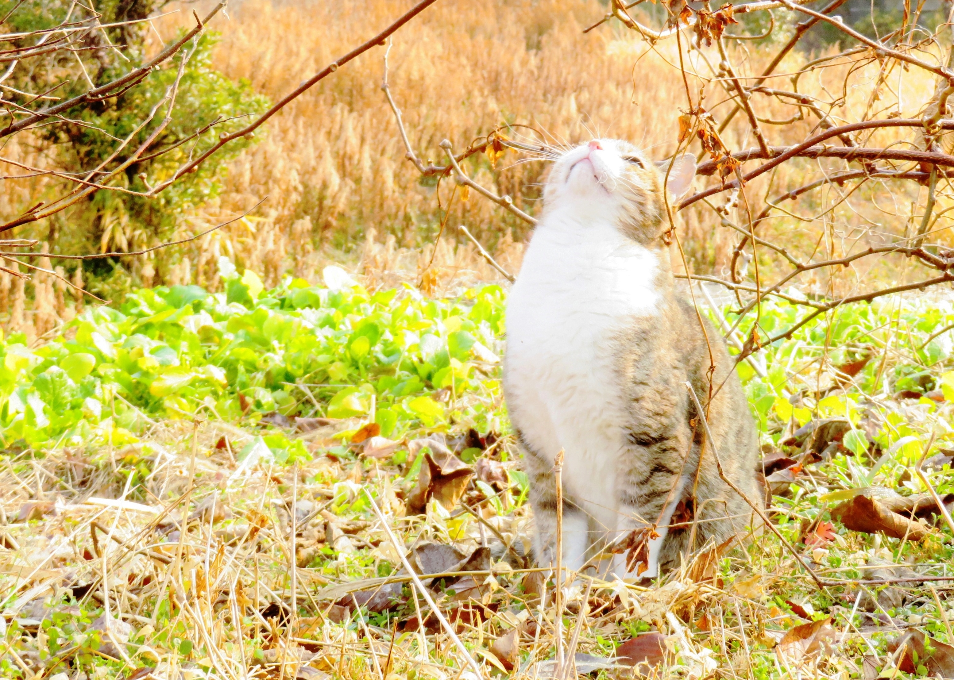 ねこ、風太　巡回