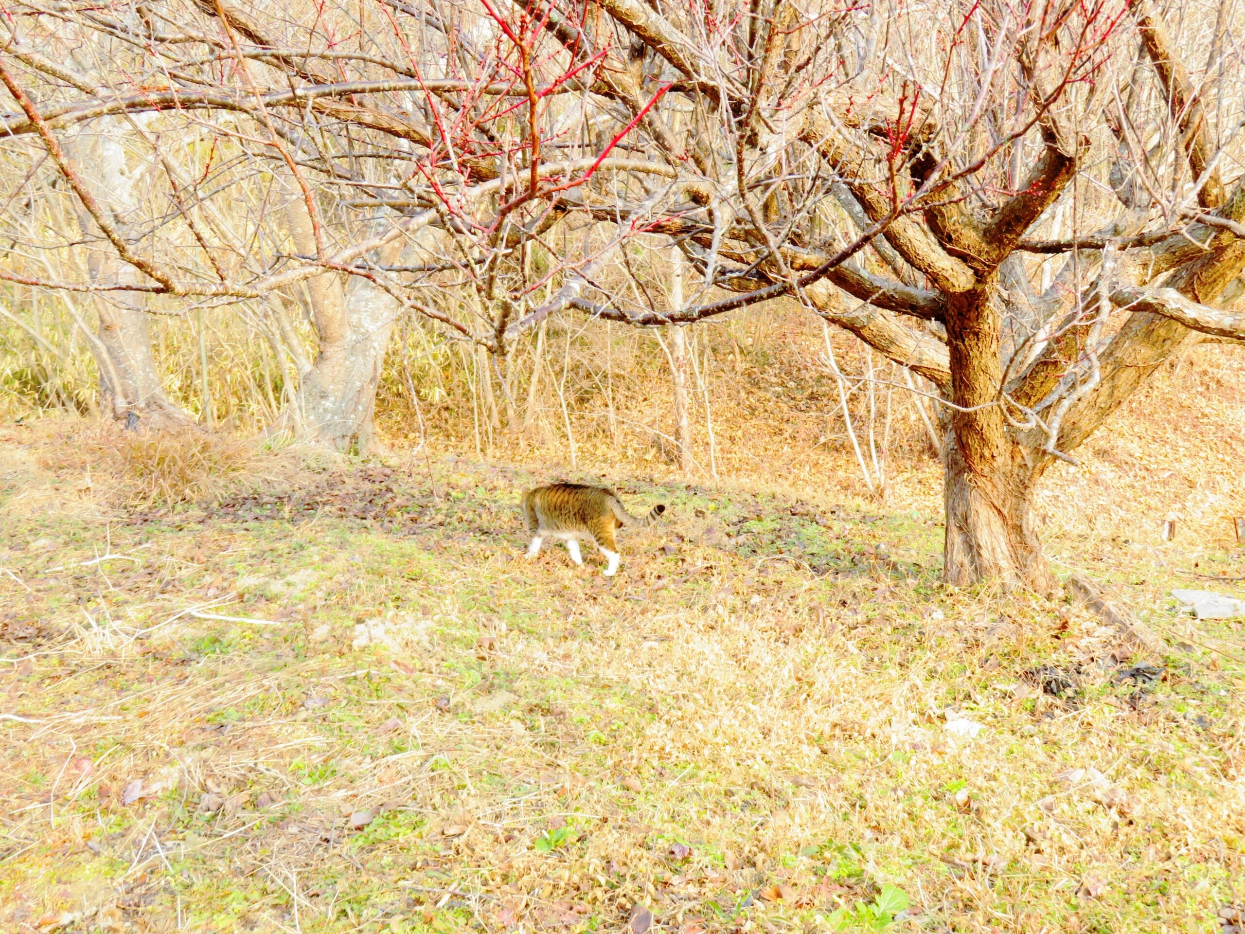 ねこ、風太　巡回